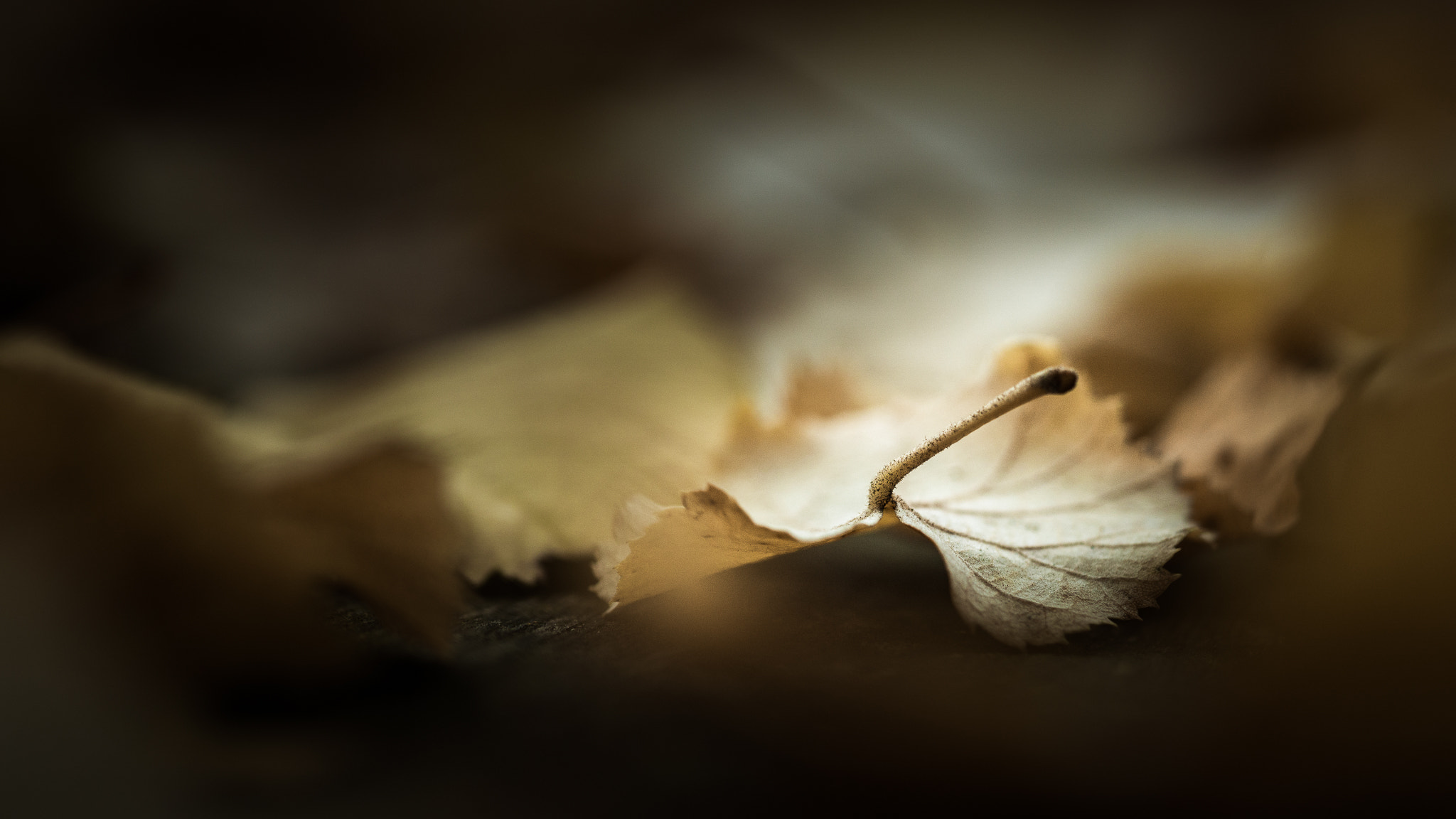 Sony a6000 + Sony FE 90mm F2.8 Macro G OSS sample photo. The fallen. photography