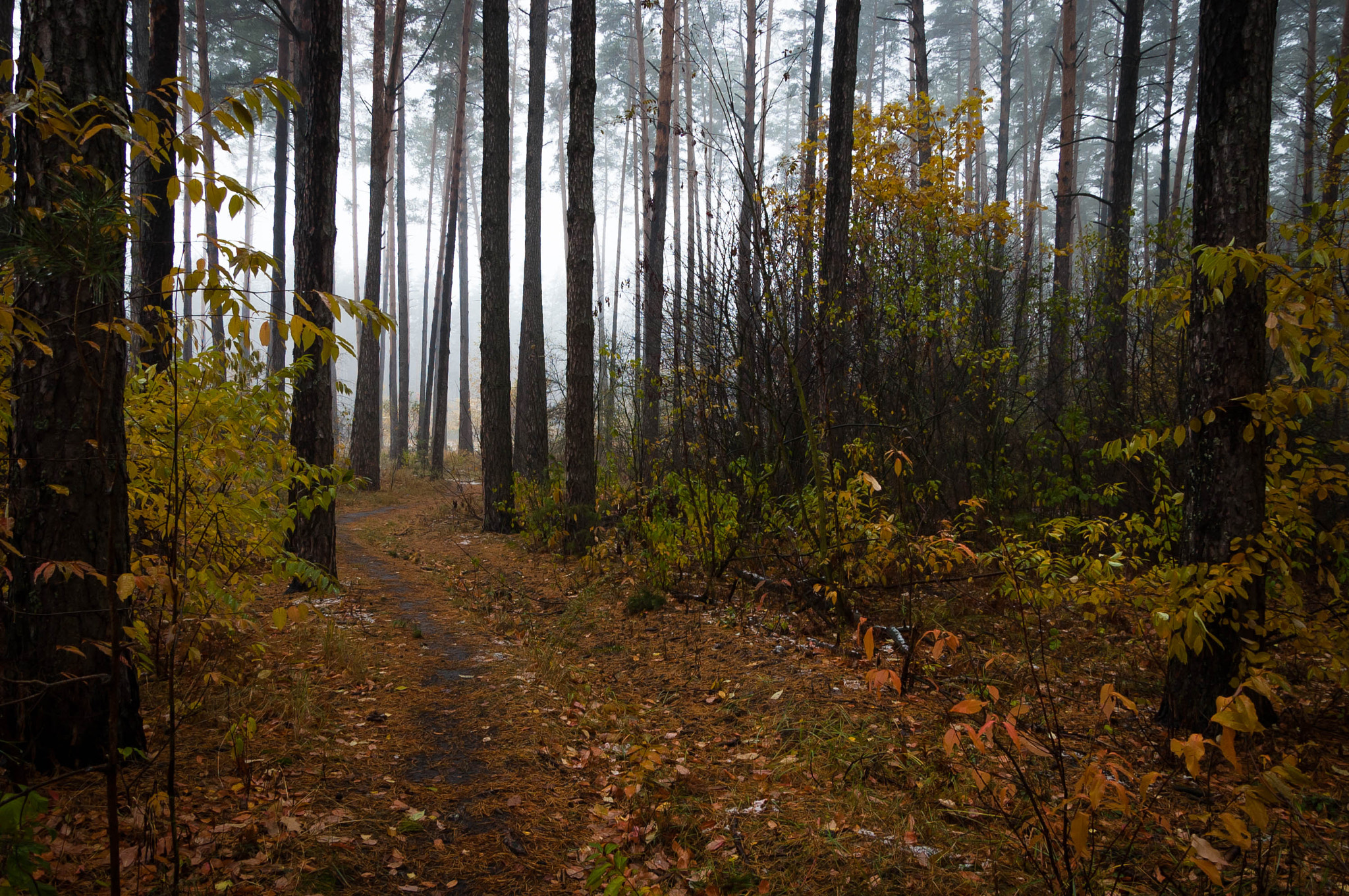 Nikon D70s sample photo. Pine forest photography