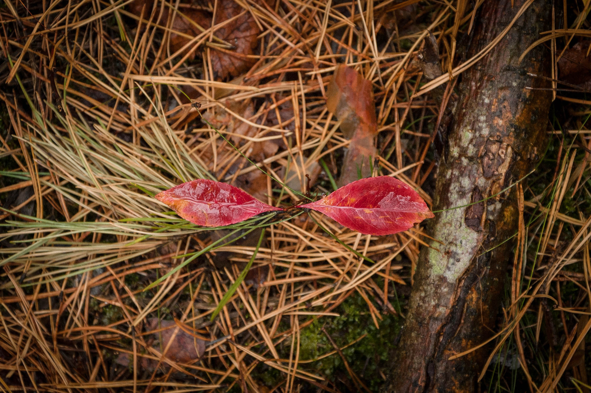 Nikon D70s sample photo. Pine forest photography