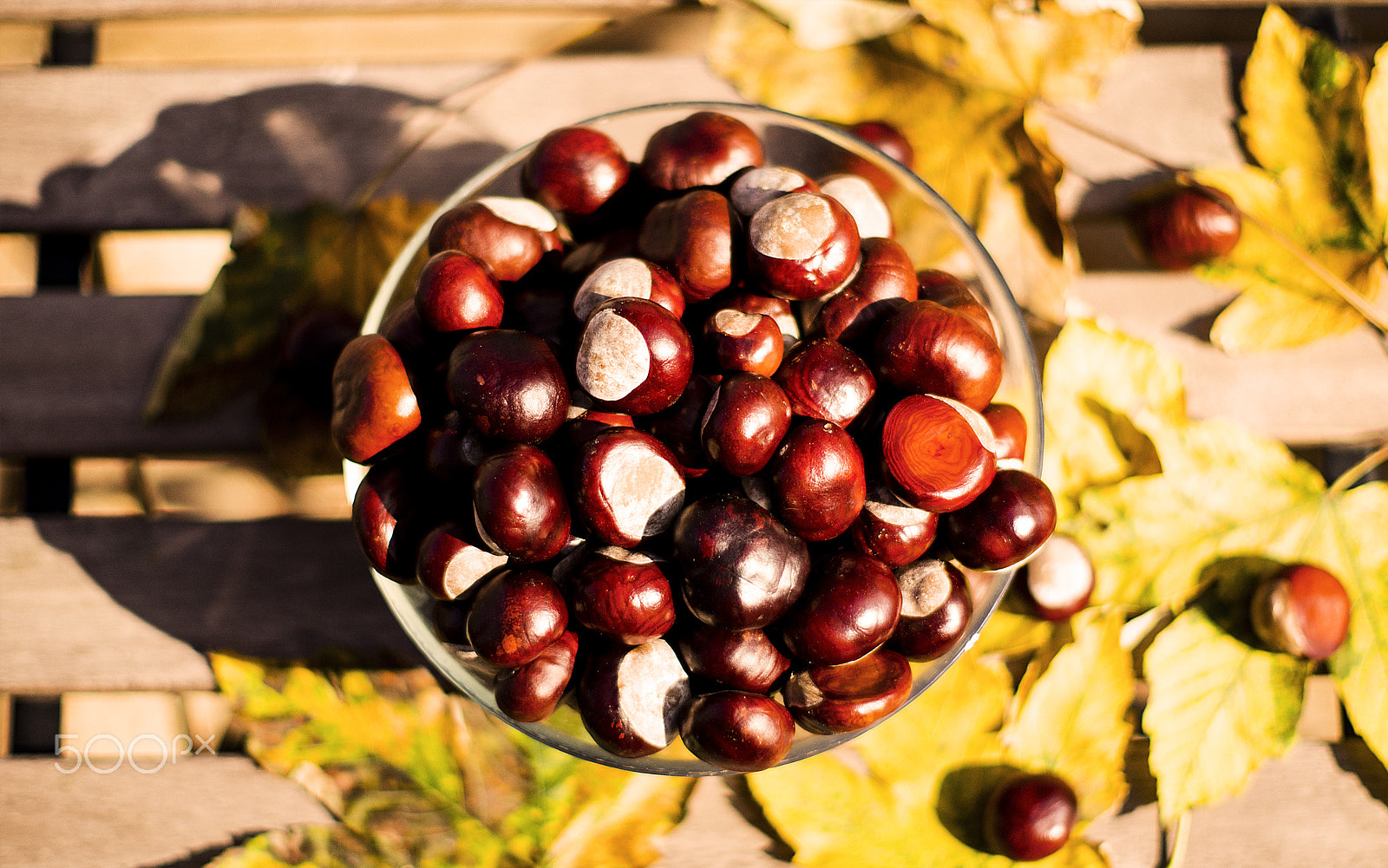 Sony SLT-A55 (SLT-A55V) sample photo. Sun chestnuts photography