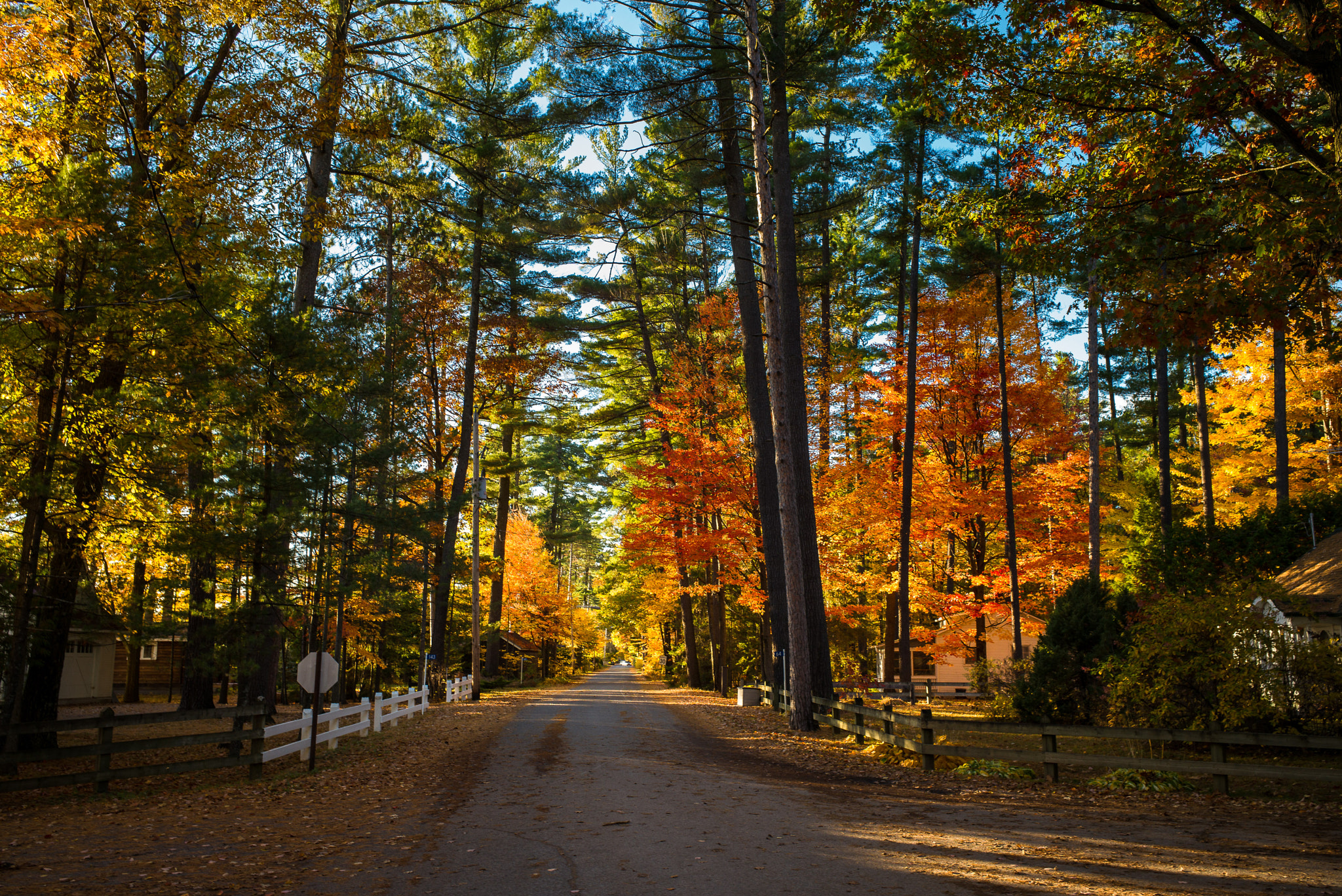 Leica Elmarit-M 28mm F2.8 ASPH sample photo. Tall trees in a small village photography