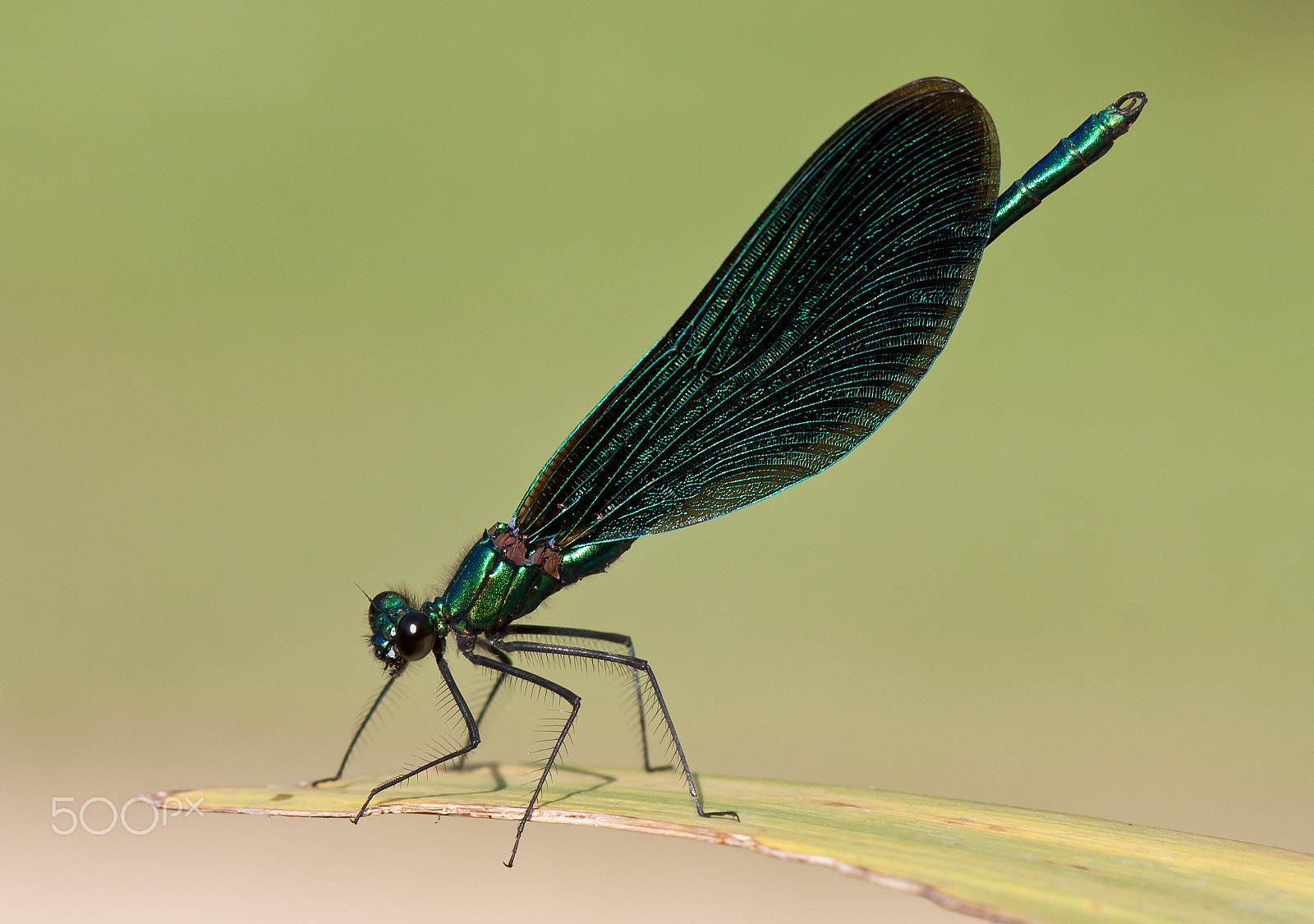 Canon EF 100mm F2.8 Macro USM sample photo. Beautiful demoiselle photography
