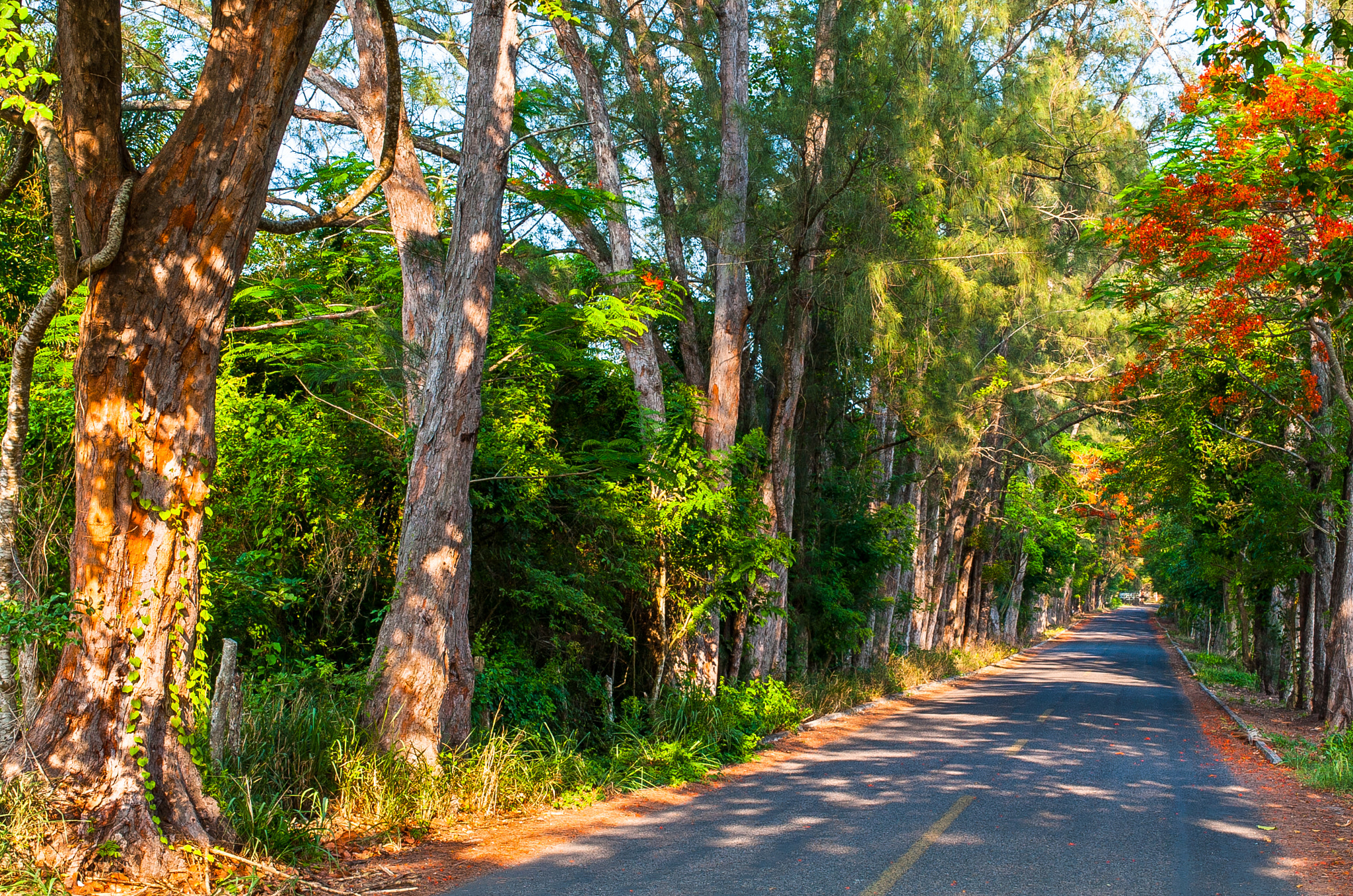 Nikon AF-S Nikkor 28-70mm F2.8 ED-IF sample photo. Road to el paradiso in mexico photography