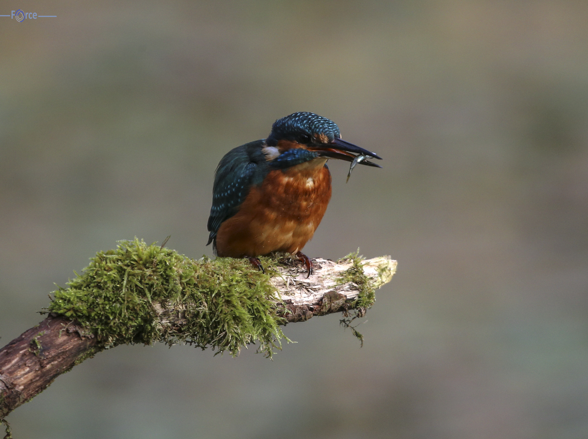 Canon EF 500mm F4L IS USM sample photo. Kingfisher male photography