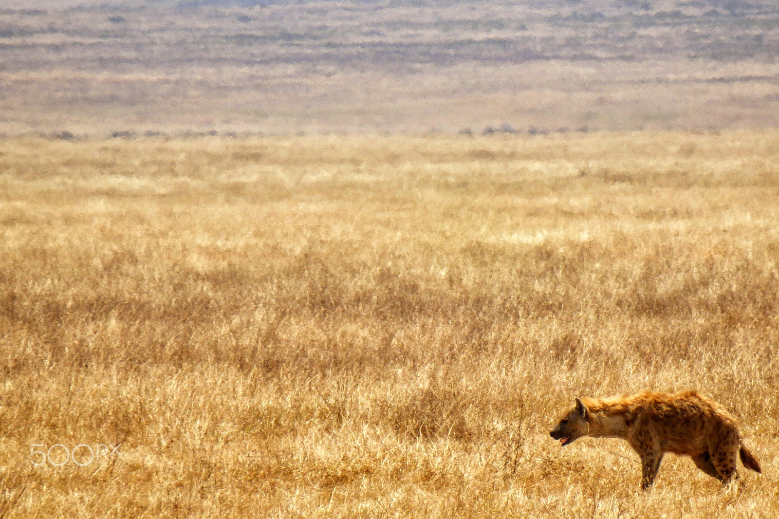 Olympus SZ-31MR sample photo. Hyena photography