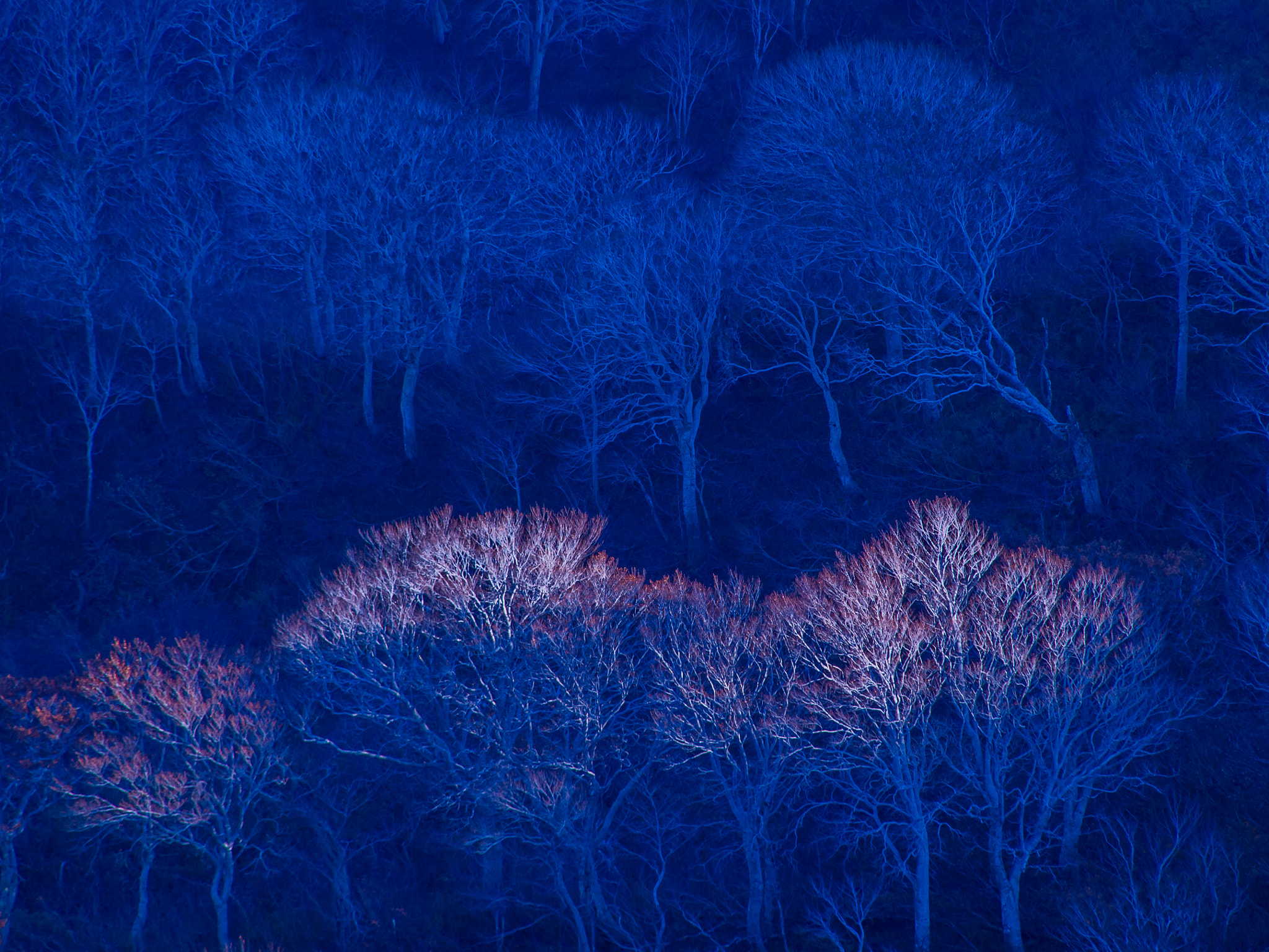 OLYMPUS 18mm-180mm Lens sample photo. Early winter photography