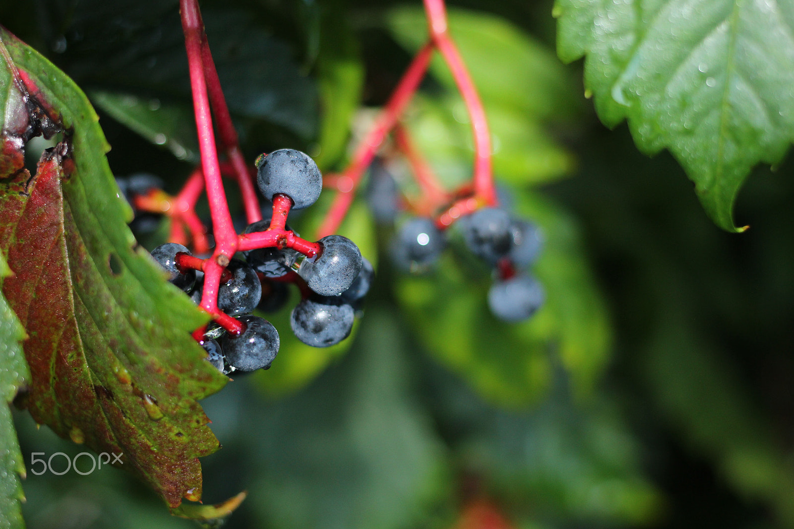Canon EF 40mm F2.8 STM sample photo. Blueberries photography