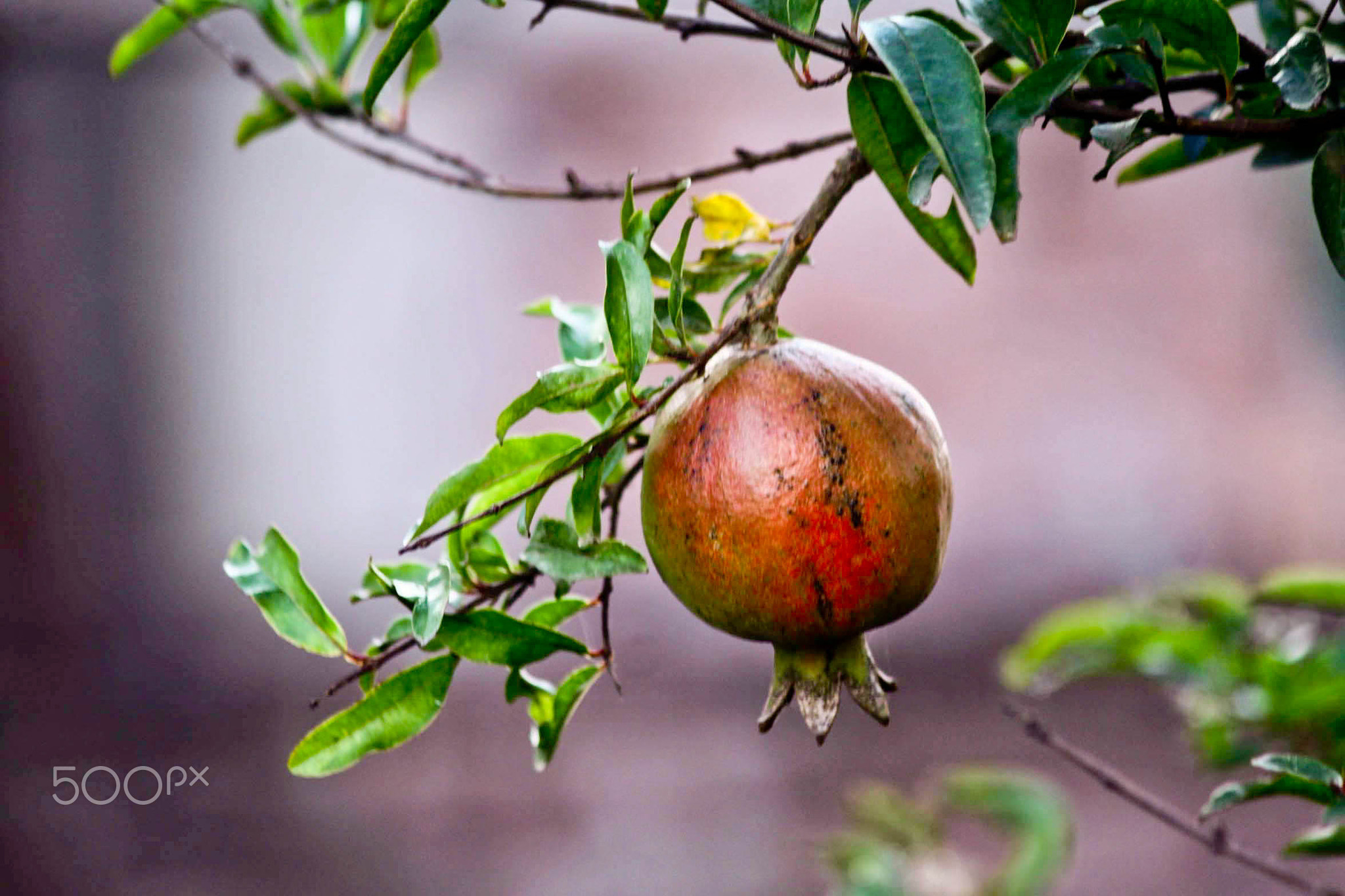 Ripe Pomegranate