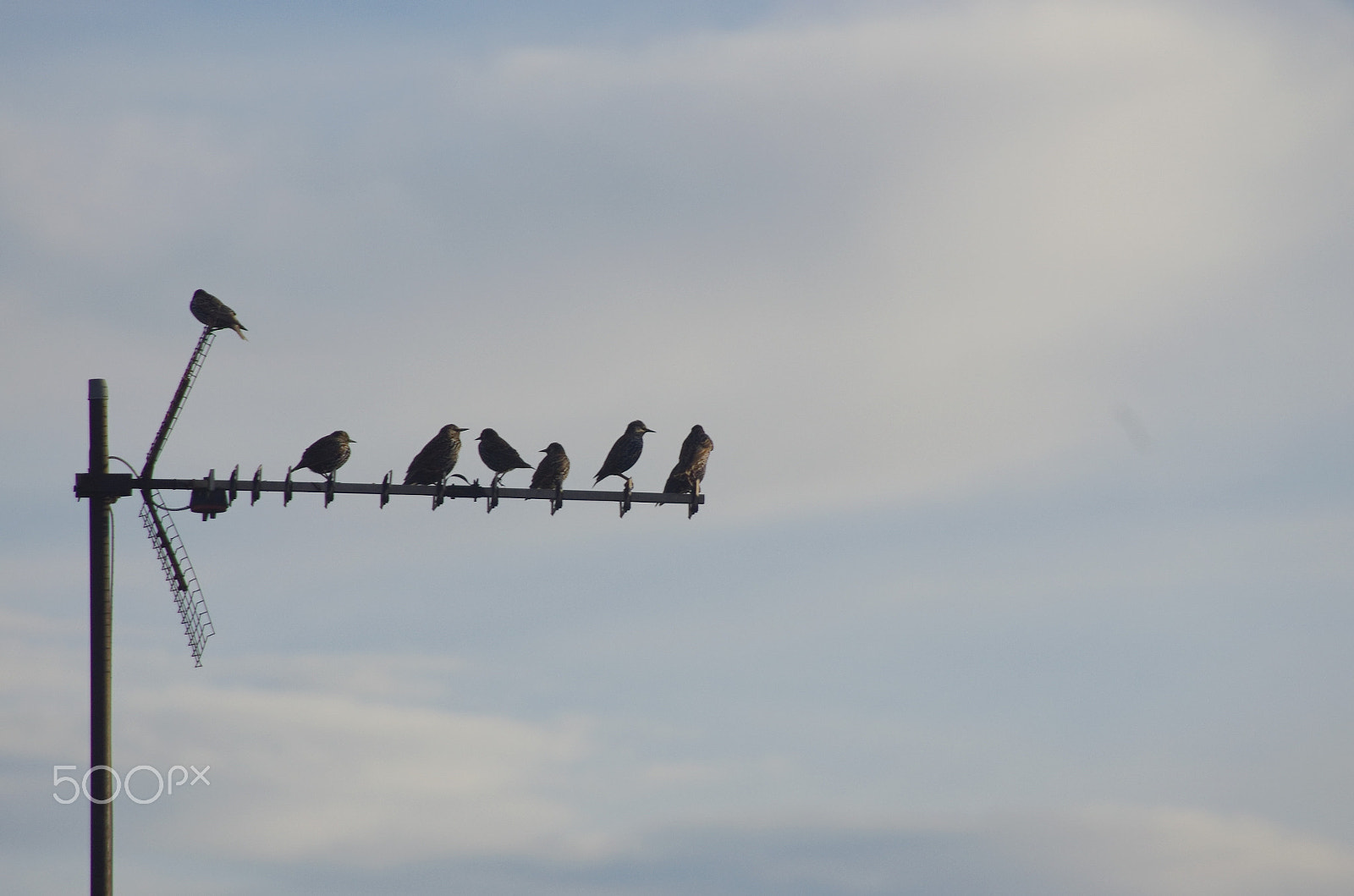 Pentax K-5 sample photo. Birds tv antenna photography