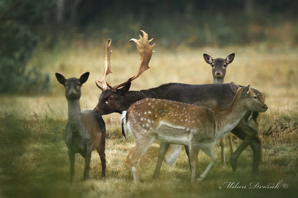 Canon EOS 7D Mark II + Canon EF 300mm F2.8L IS USM sample photo. From the family album fallow photography