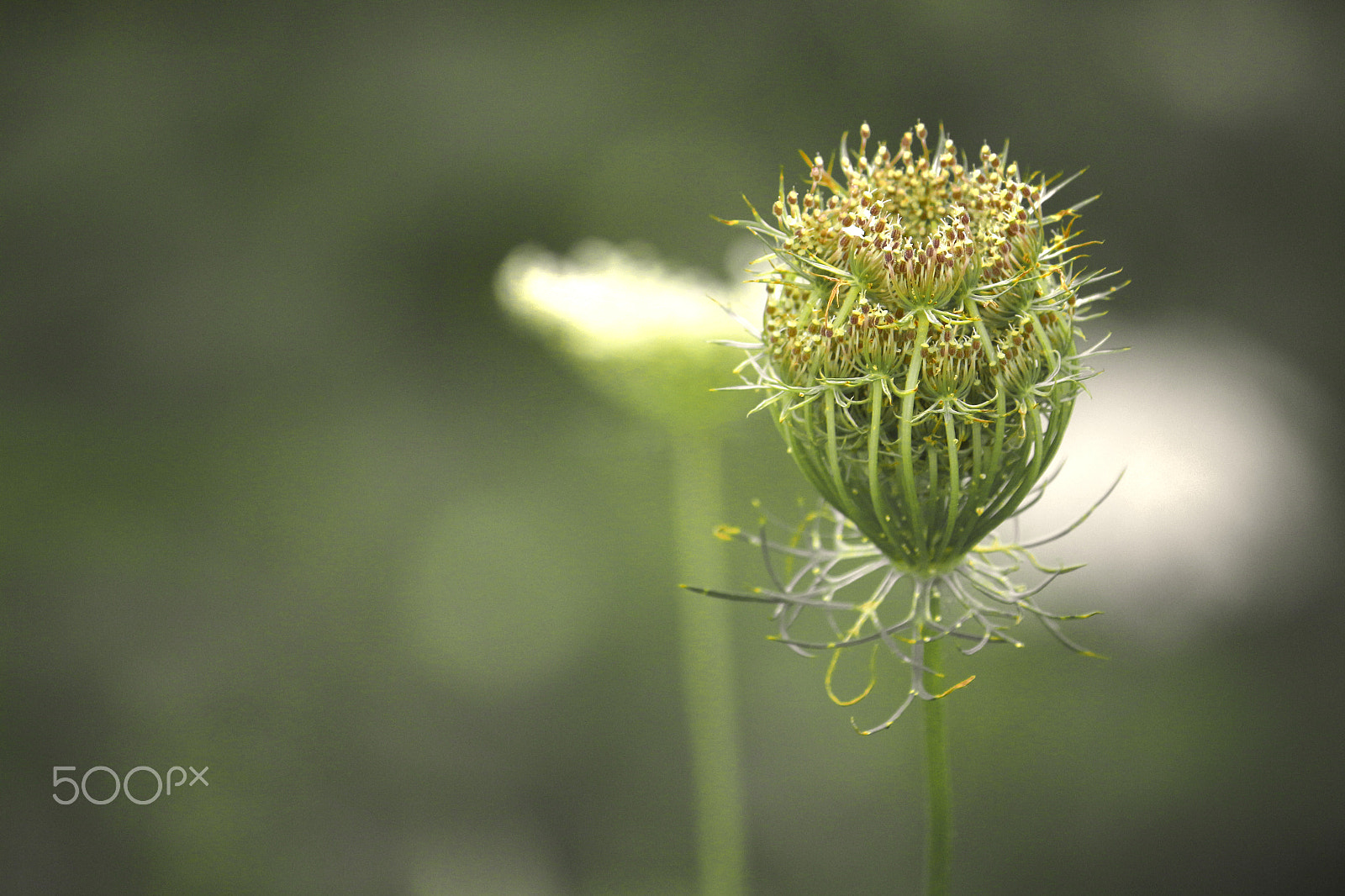 Canon EF-S 55-250mm F4-5.6 IS sample photo. The lace photography