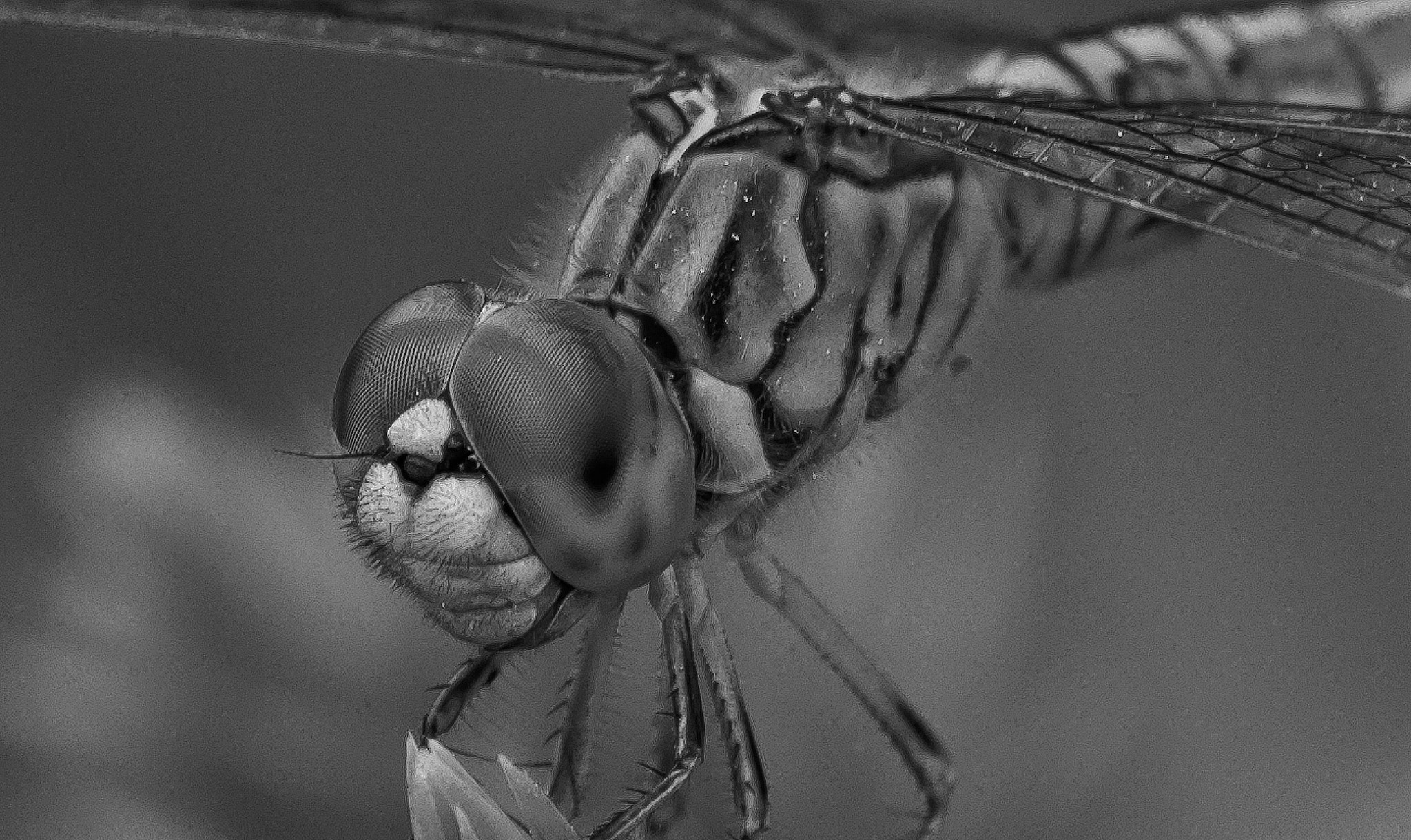 Sigma 70-300mm F4-5.6 APO DG Macro sample photo