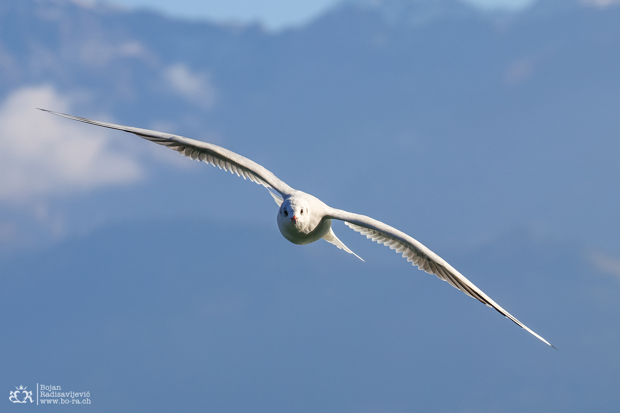 Tamron SP 35mm F1.8 Di VC USD sample photo. Bird in flight photography