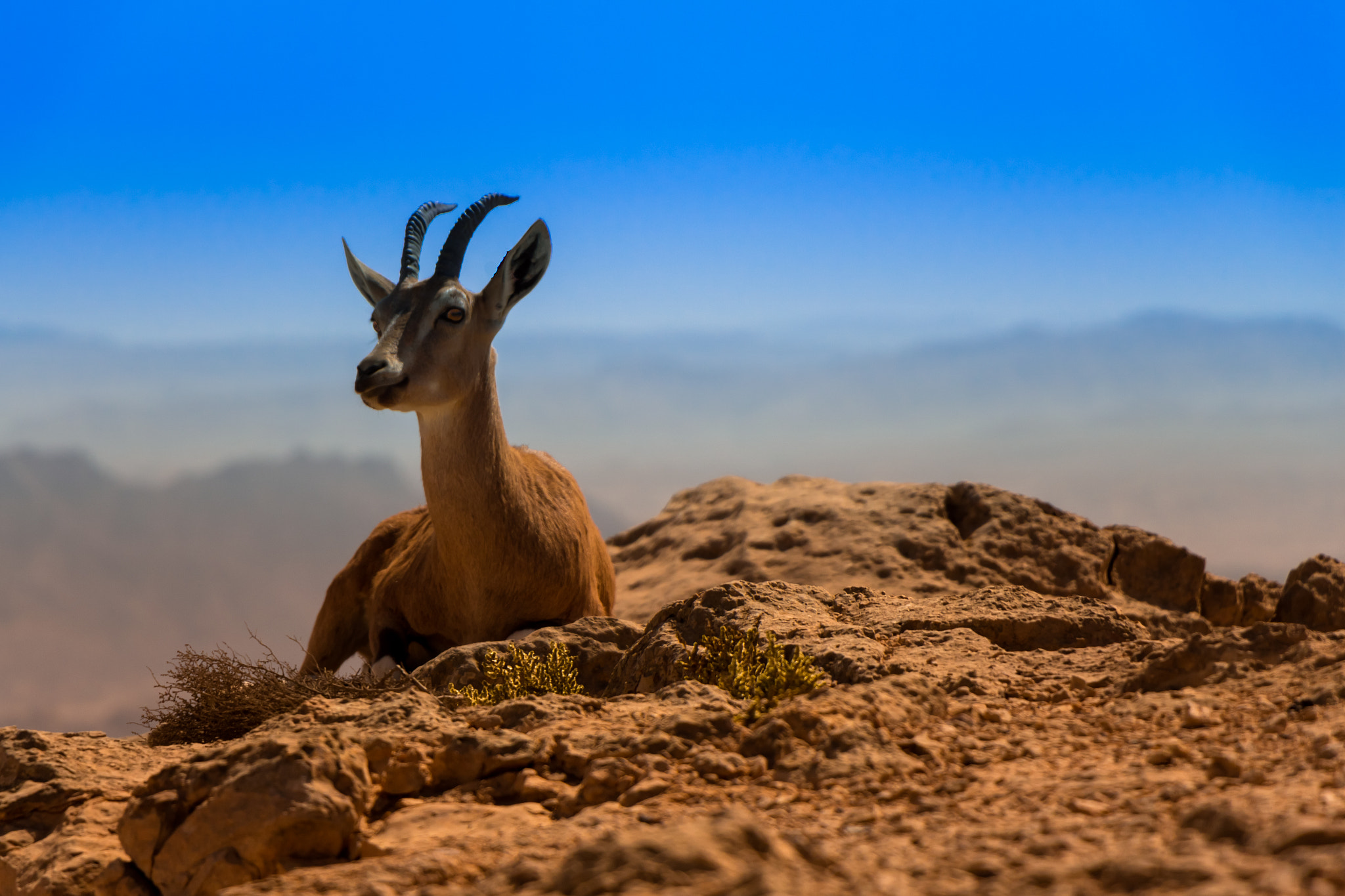 Canon EOS 700D (EOS Rebel T5i / EOS Kiss X7i) sample photo. Dear deer photography