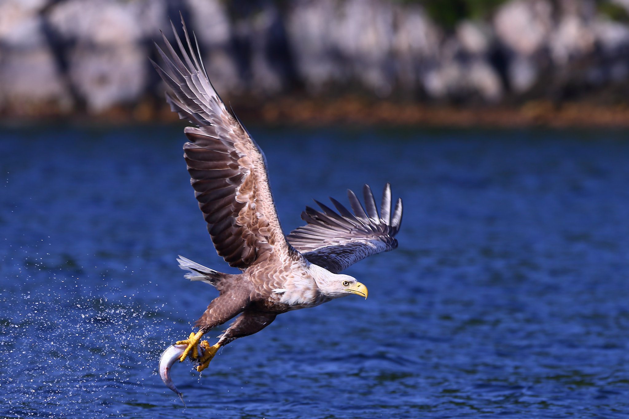 Canon EF 300mm F2.8L IS USM sample photo. Sea eagle photography