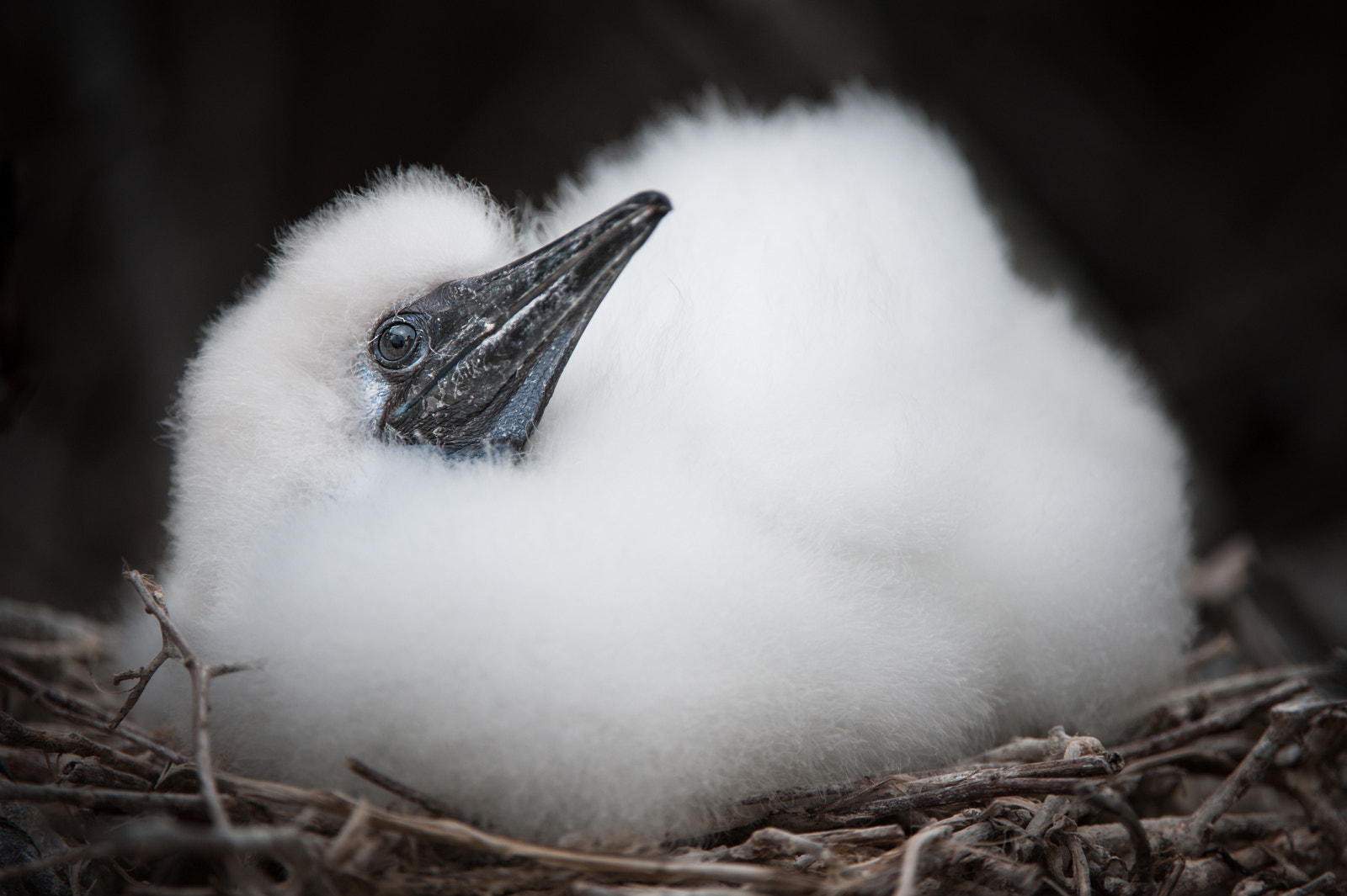 Nikon AF-S Nikkor 200-400mm F4G ED-IF VR sample photo. Nazca booby chick photography