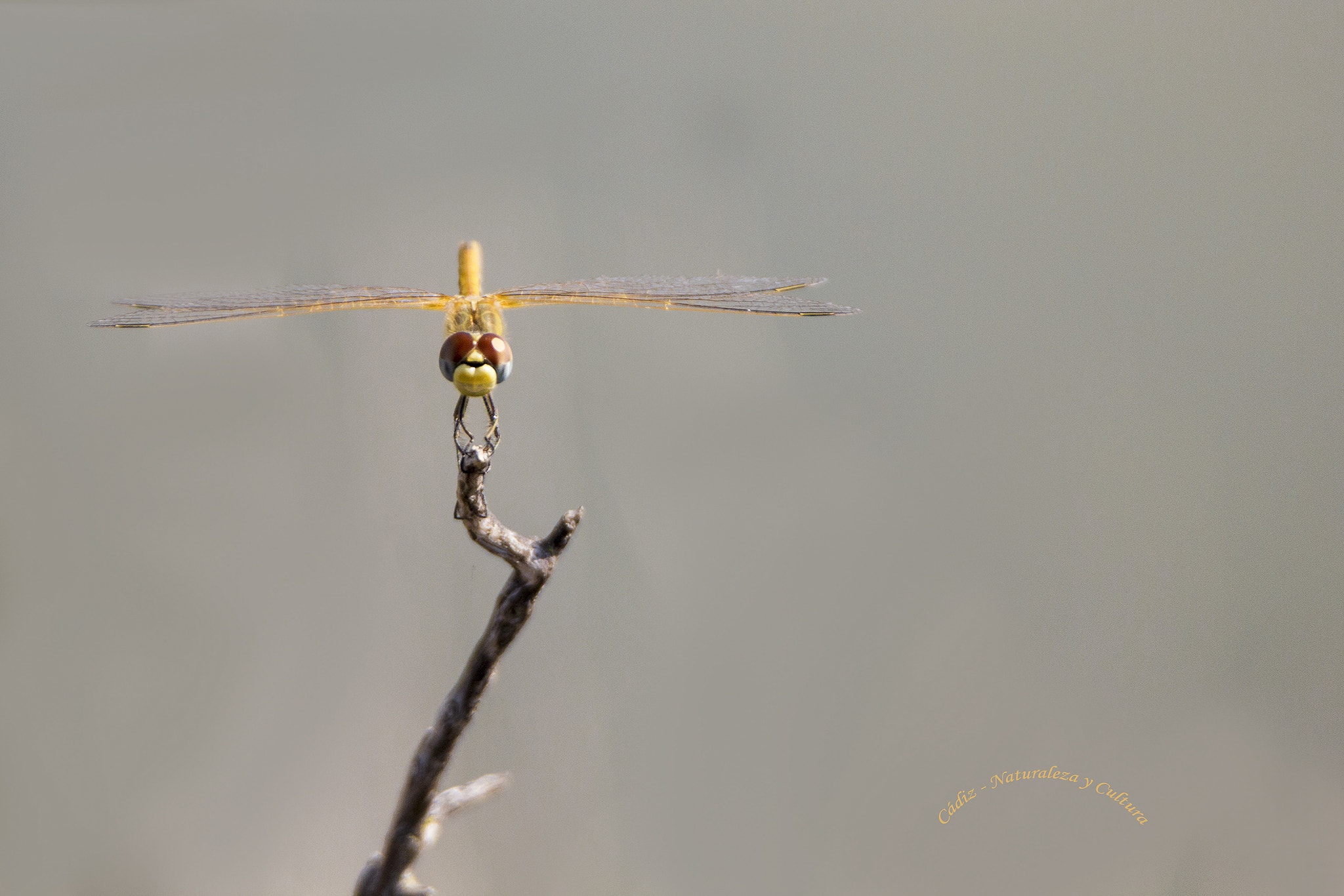 Tamron SP 150-600mm F5-6.3 Di VC USD sample photo. Bailarina ... photography