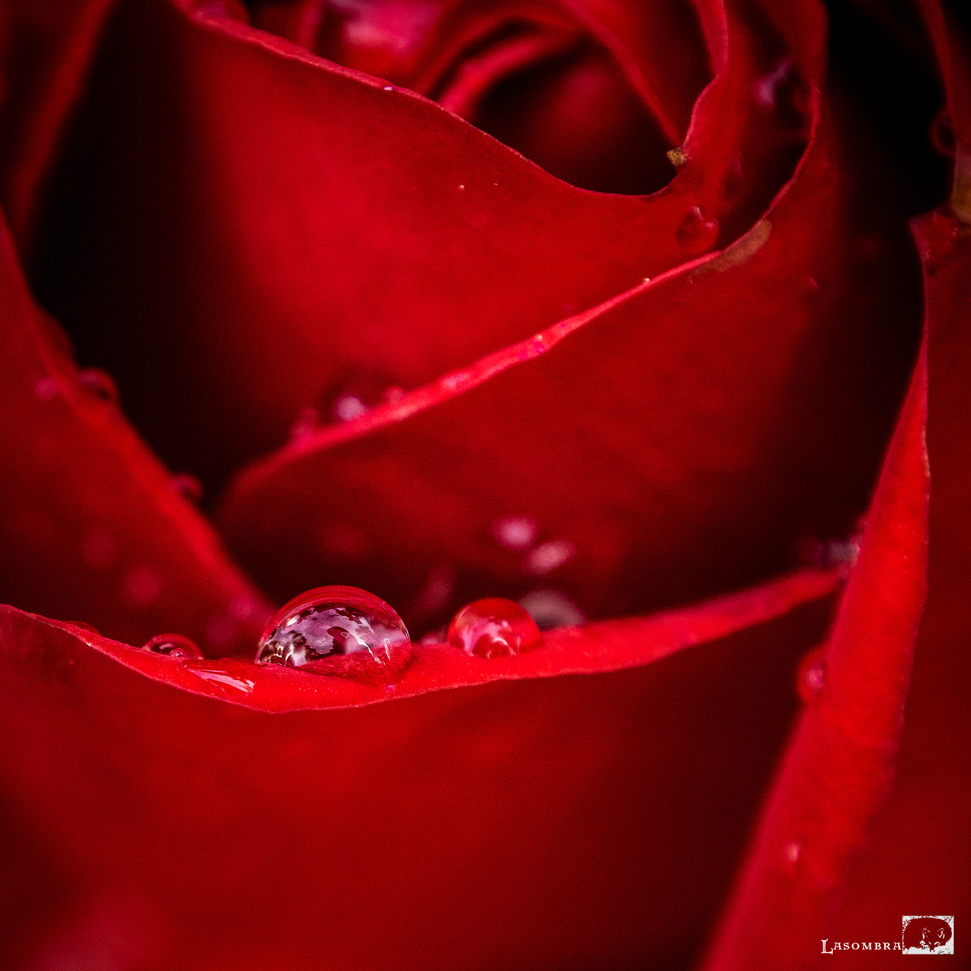 Olympus OM-D E-M10 sample photo. Drops on a red rose photography
