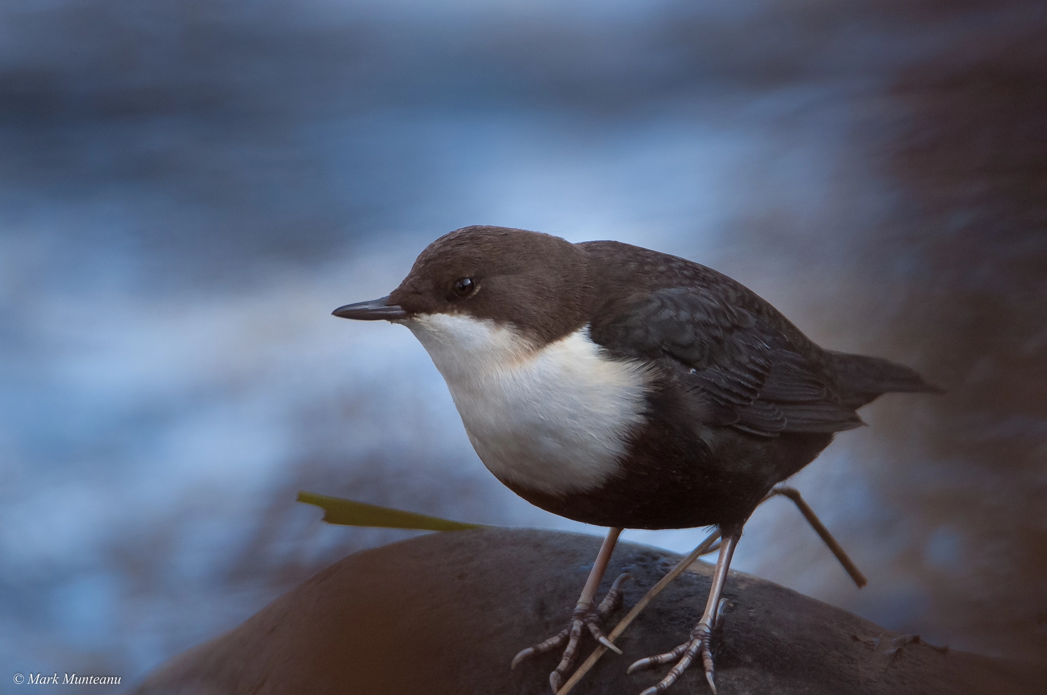 Nikon D3 sample photo. European dipper encounter photography