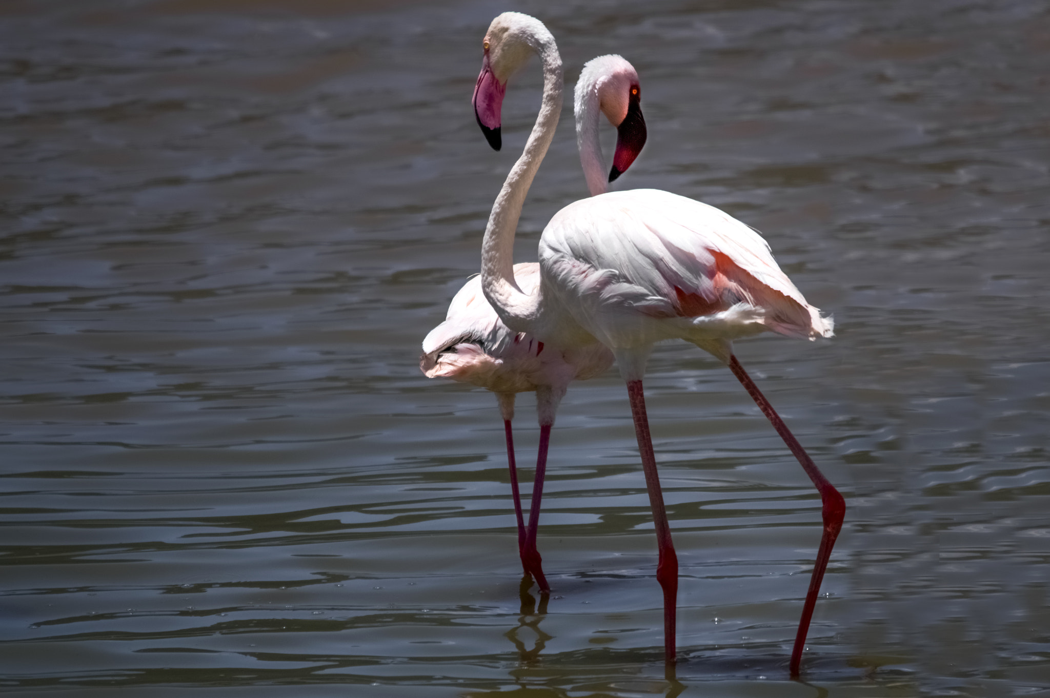 Sigma 150-500mm F5-6.3 DG OS HSM sample photo. Take this waltz photography