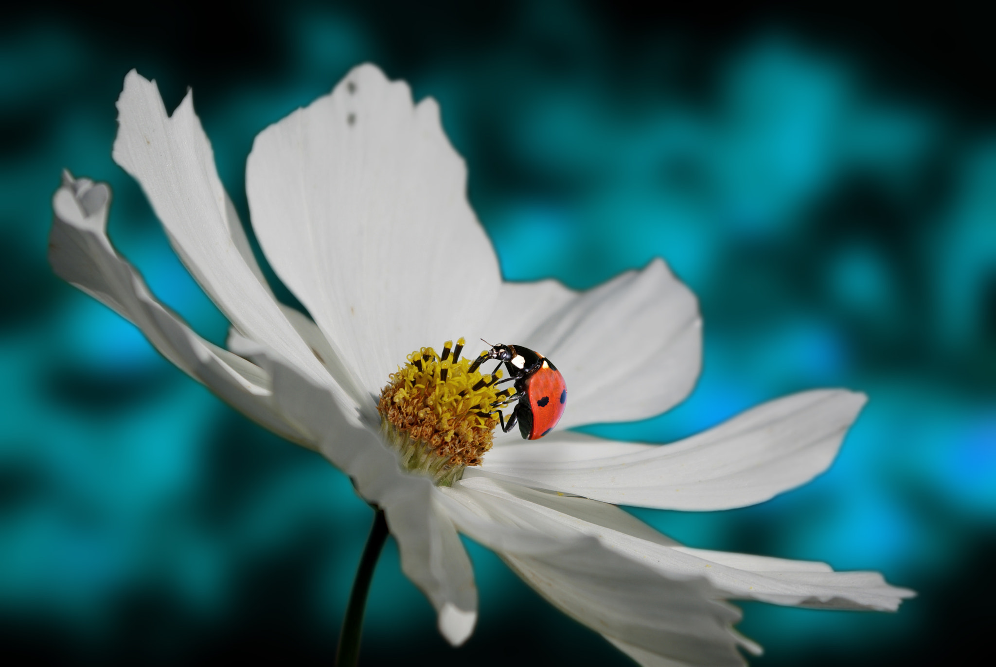 Pentax K-m (K2000) sample photo. Ladybug photography
