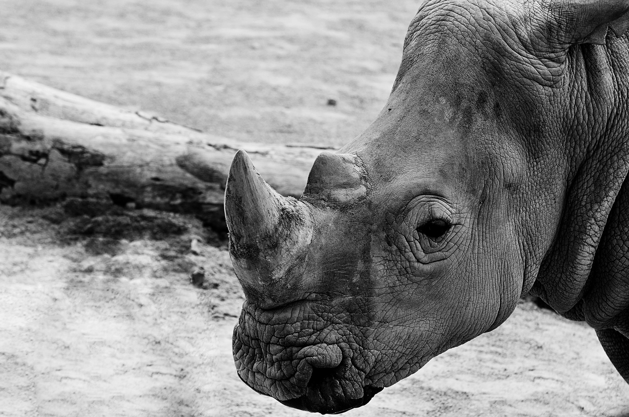 Nikon D300 sample photo. Rhino photography