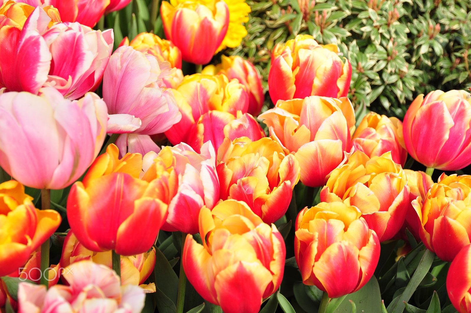 Nikon D5000 sample photo. Tulips in keukenhof, amsterdam photography