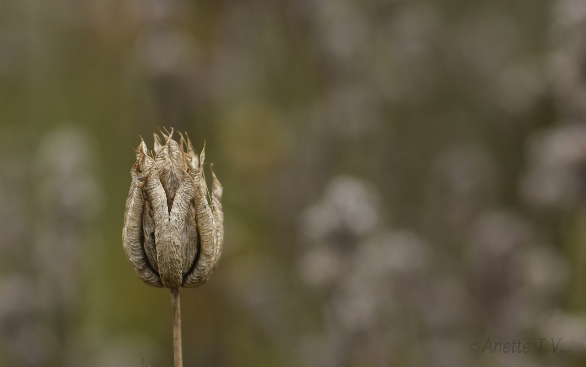 Nikon AF-S Micro-Nikkor 105mm F2.8G IF-ED VR sample photo. Faded ... photography