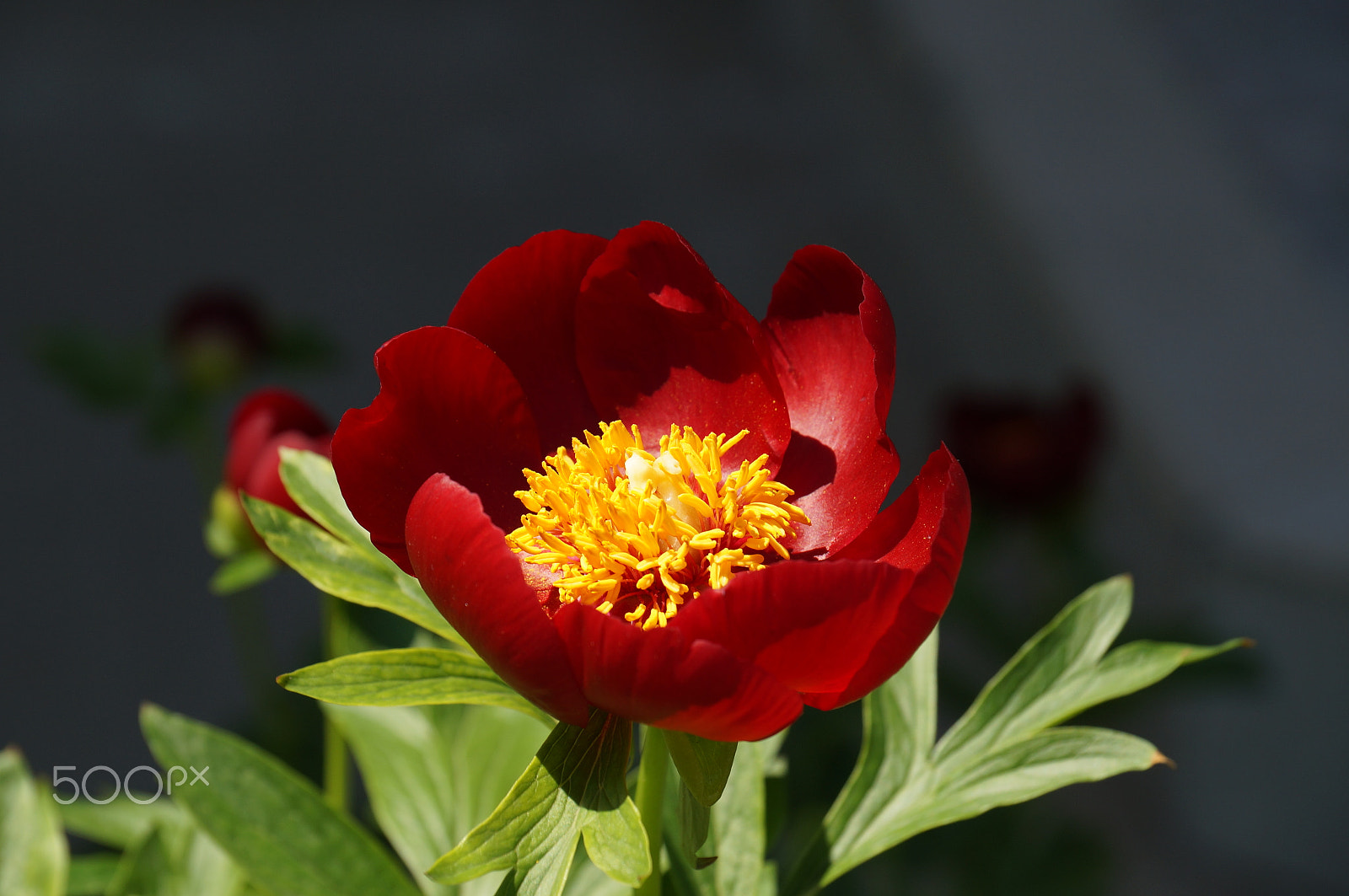 Sony DT 18-135mm F3.5-5.6 SAM sample photo. Red peony photography