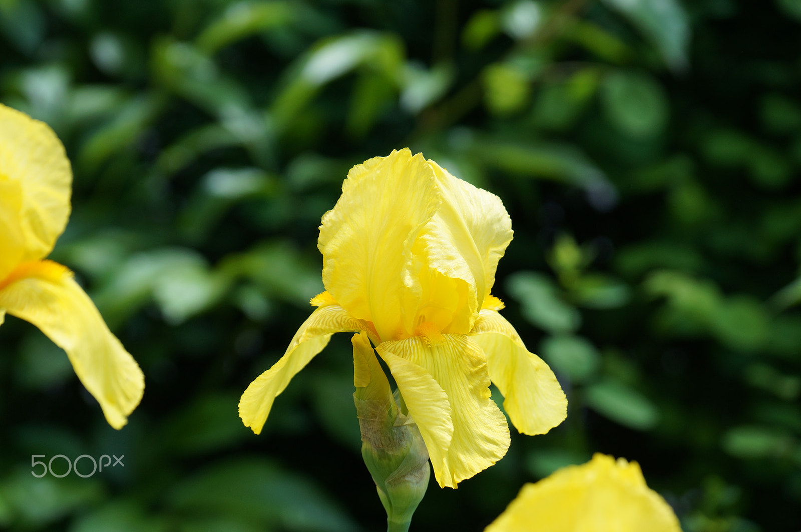 Sony DT 18-135mm F3.5-5.6 SAM sample photo. Yellow flower photography