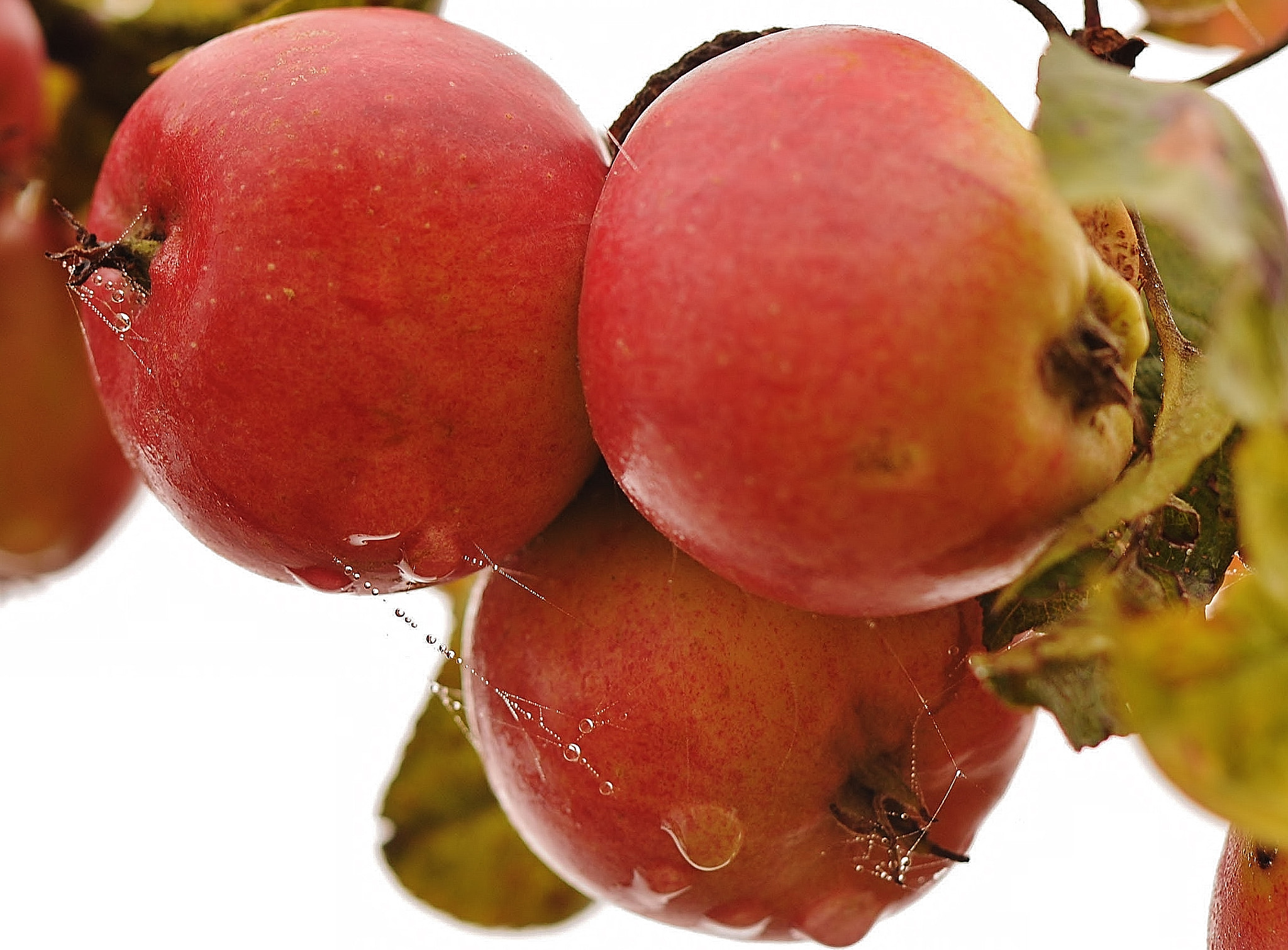 Nikon D300 sample photo. Three apples photography