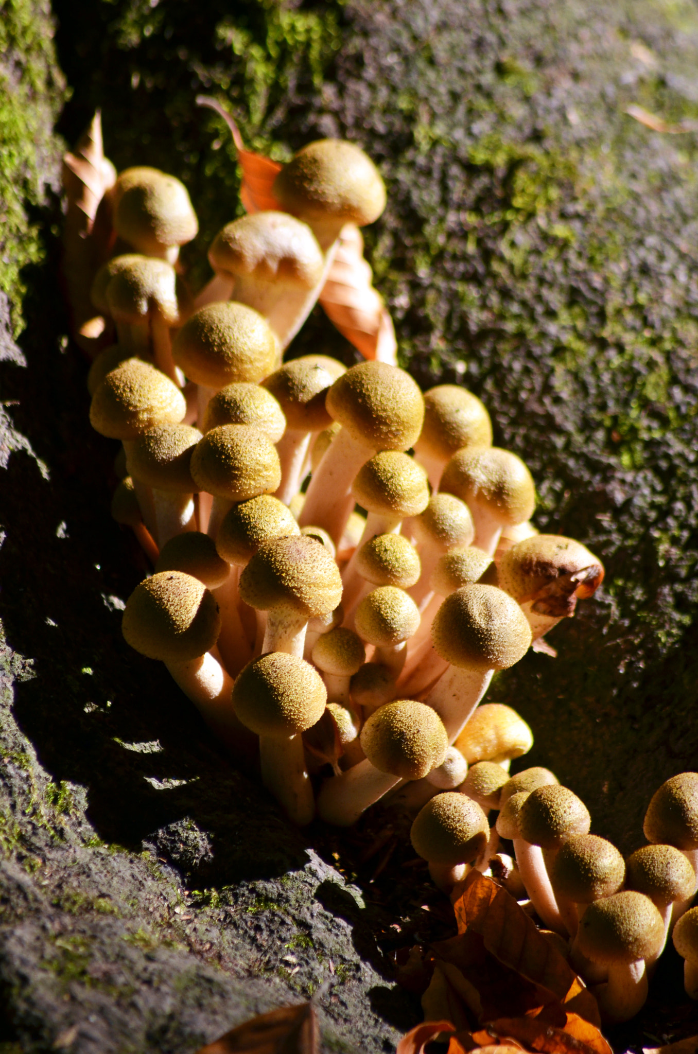 Nikon D7000 sample photo. Mushrooms photography