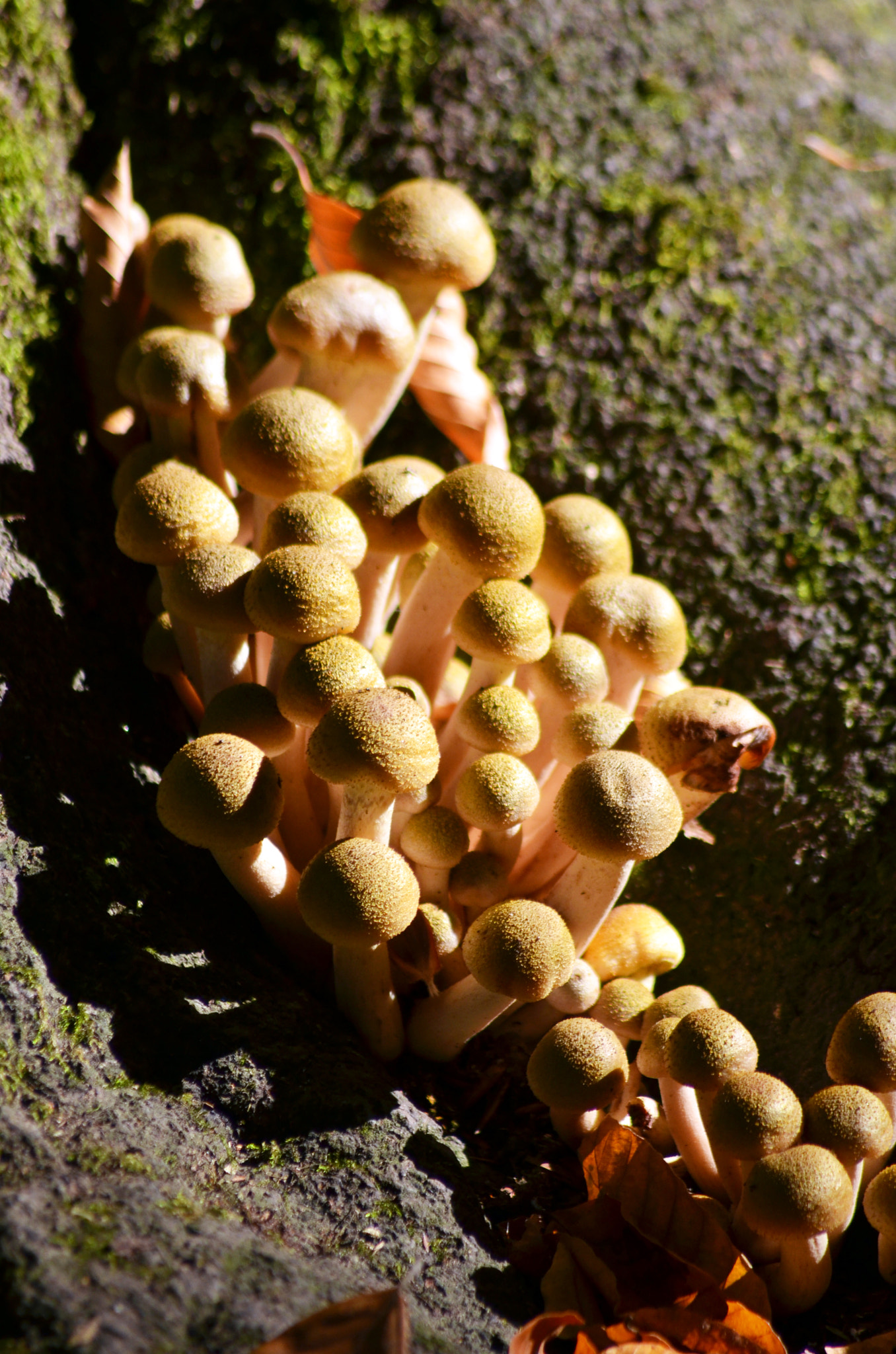 Nikon D7000 + Sigma 70-300mm F4-5.6 DG Macro sample photo. Mushrooms photography