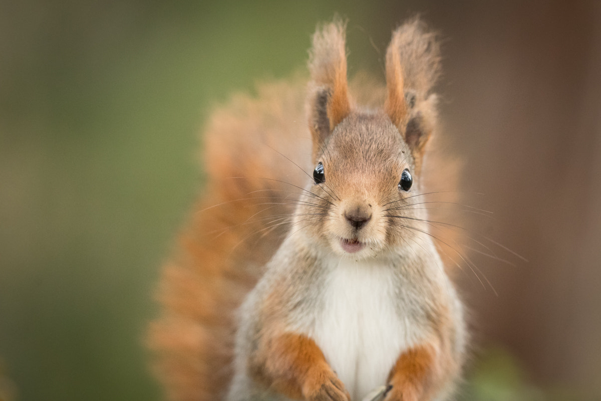 Canon EF 300mm F2.8L IS II USM sample photo. Squirrel photography