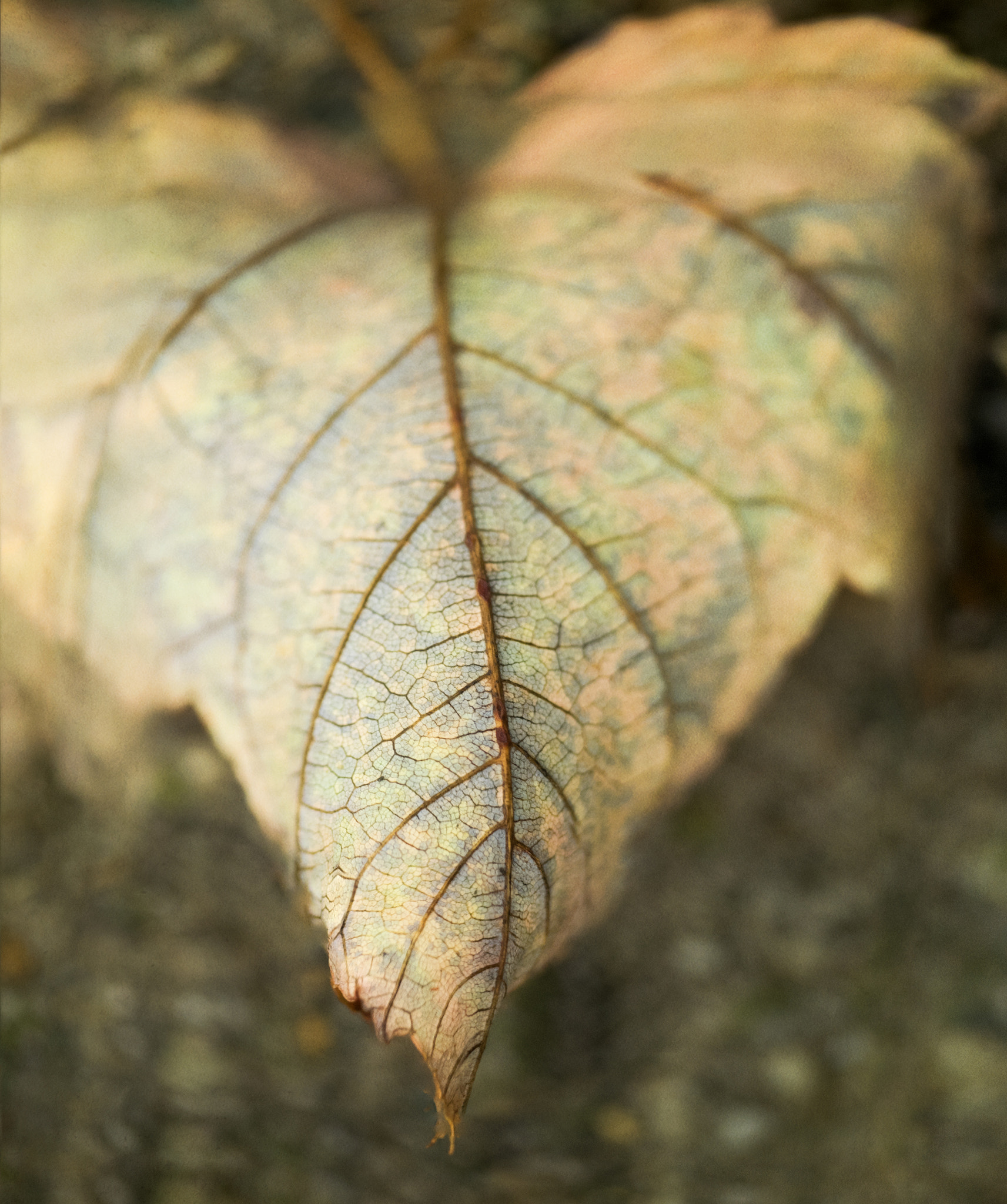 Panasonic Leica DG Macro-Elmarit 45mm F2.8 ASPH OIS sample photo. 301/366 photography