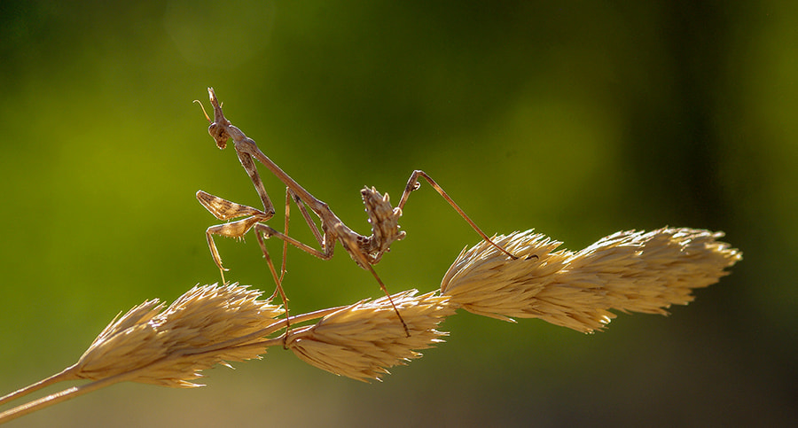 Pentax K20D sample photo. Mantis photography