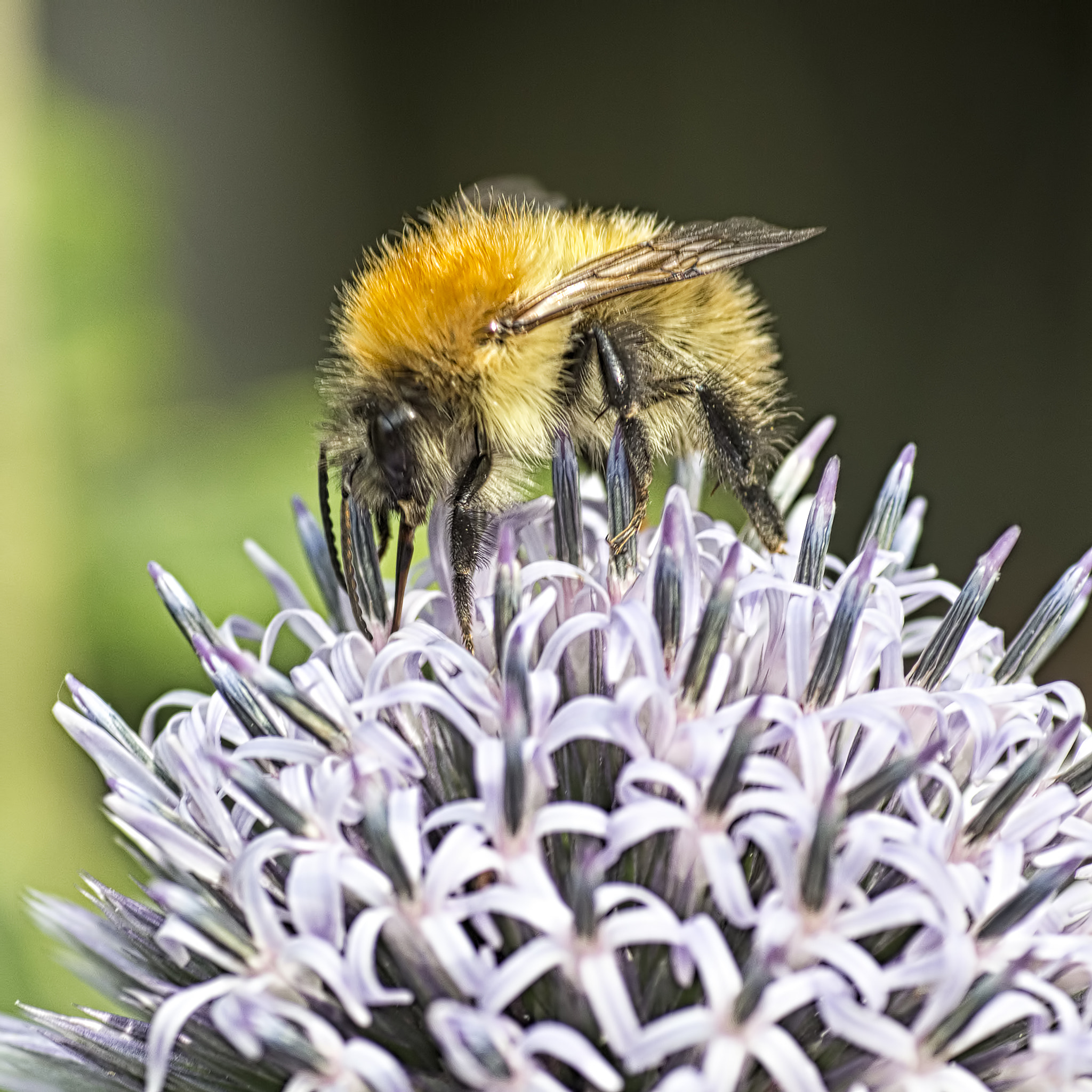 Canon EOS 6D + Tamron SP AF 90mm F2.8 Di Macro sample photo. Bumble bee photography