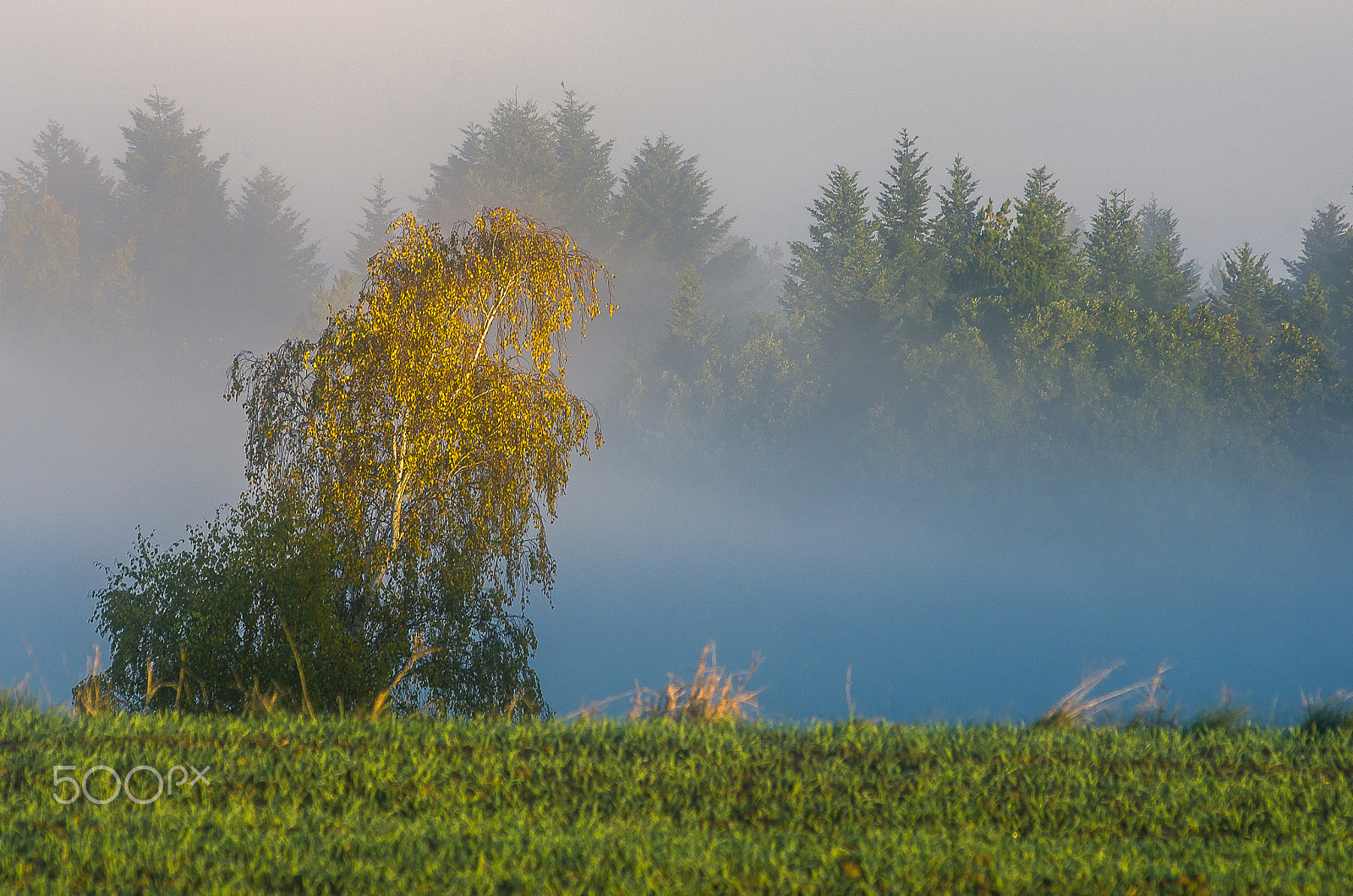 Pentax K-5 II sample photo. First light on tree.... photography