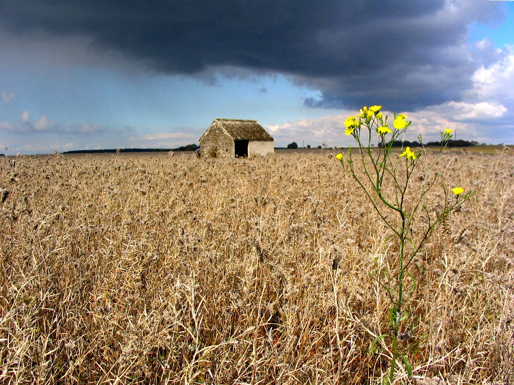 Canon POWERSHOT A70 sample photo. Orage photography
