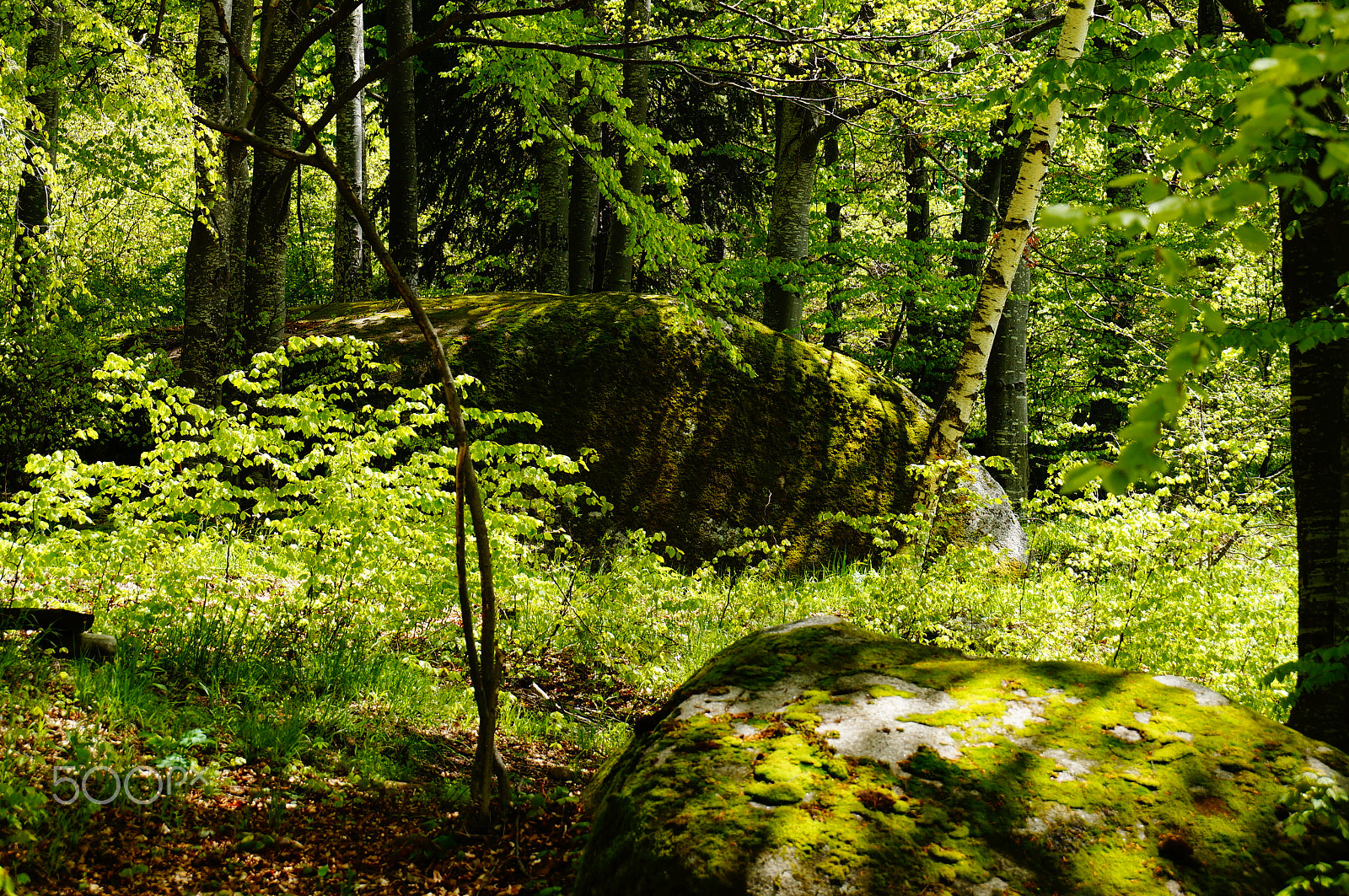 Sony DT 18-135mm F3.5-5.6 SAM sample photo. Vitosha forest 2 photography
