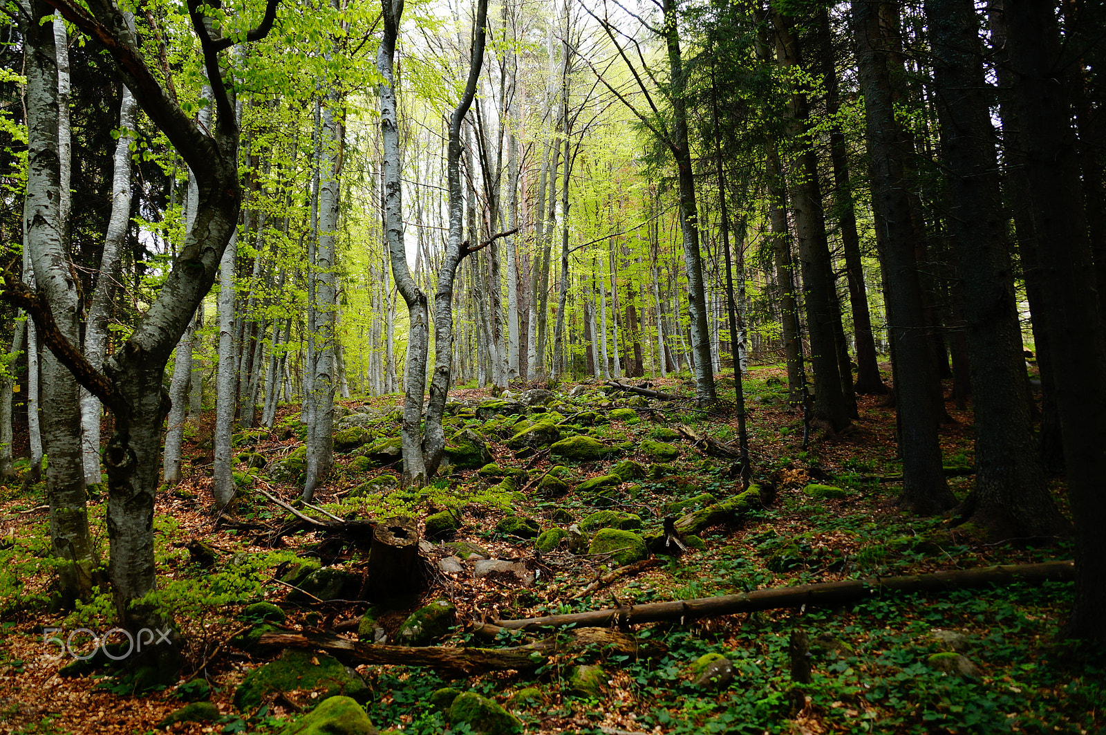Sony DT 18-135mm F3.5-5.6 SAM sample photo. Vitosha forest photography