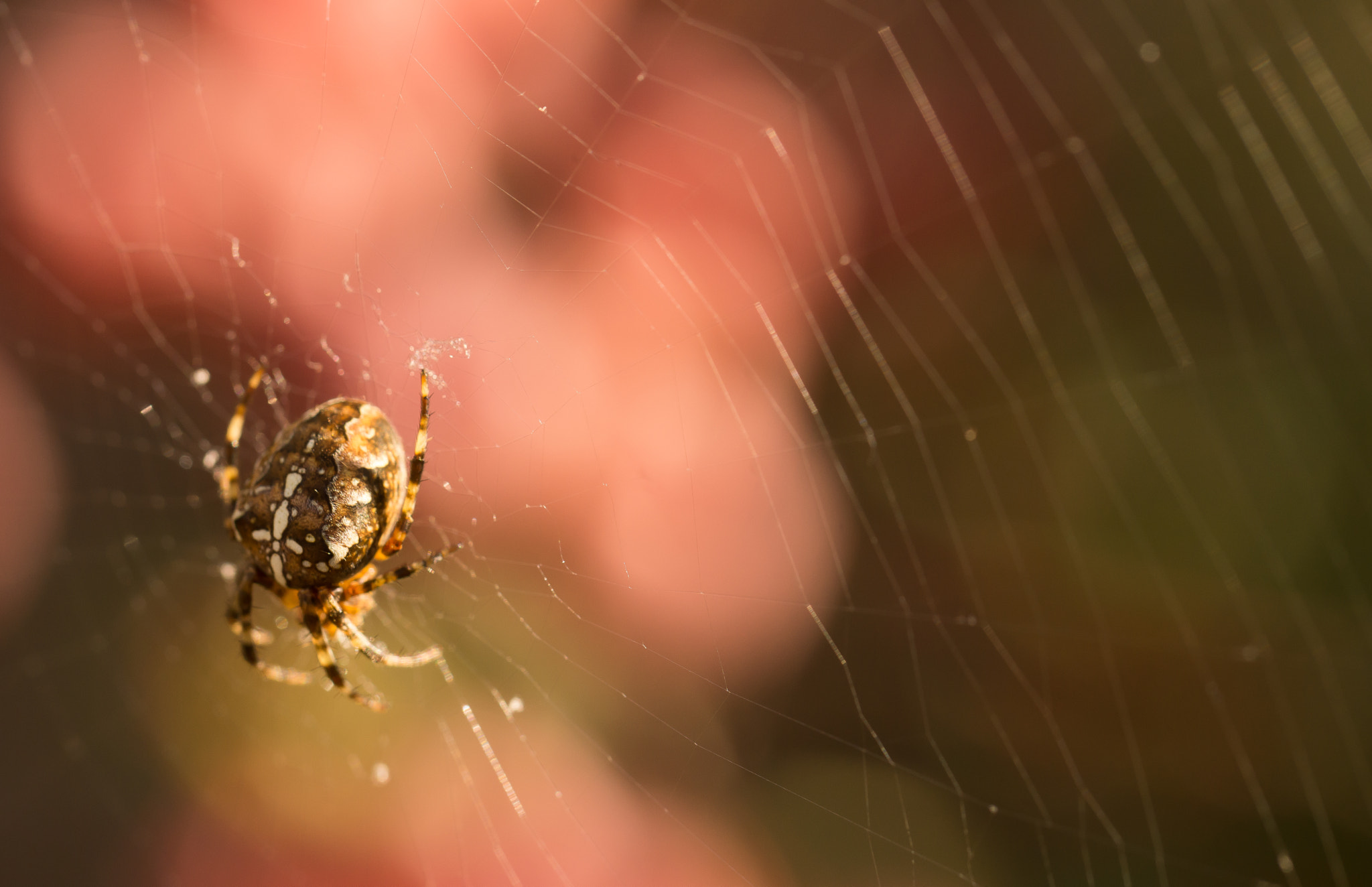 Sony SLT-A65 (SLT-A65V) sample photo. Spider photography