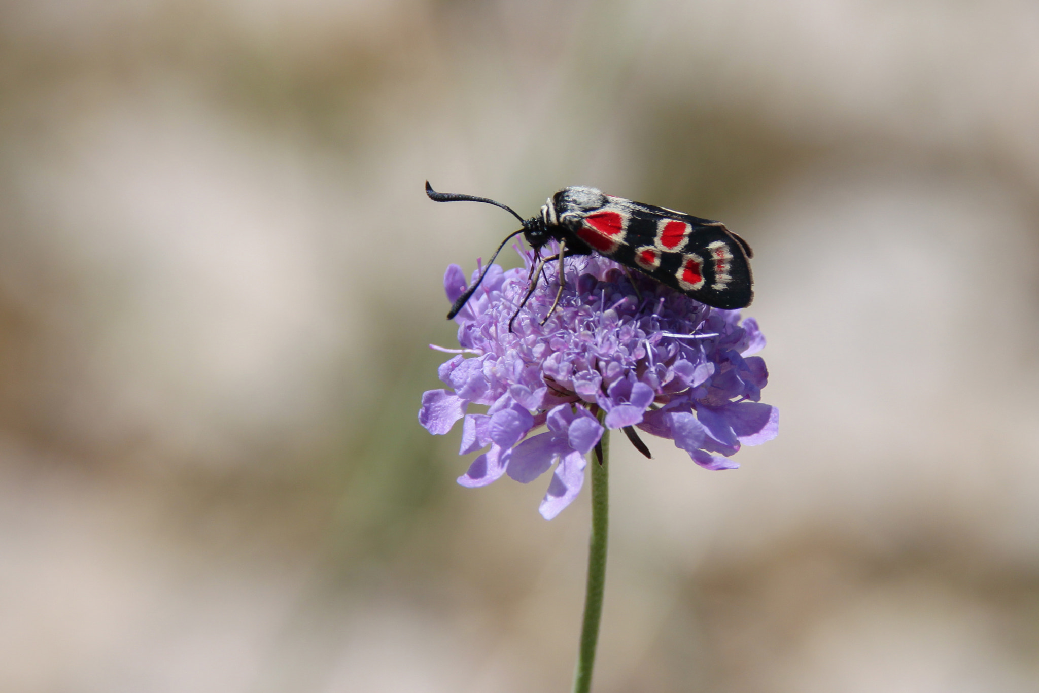 Sigma 18-200mm f/3.5-6.3 DC OS sample photo. Black beauty photography