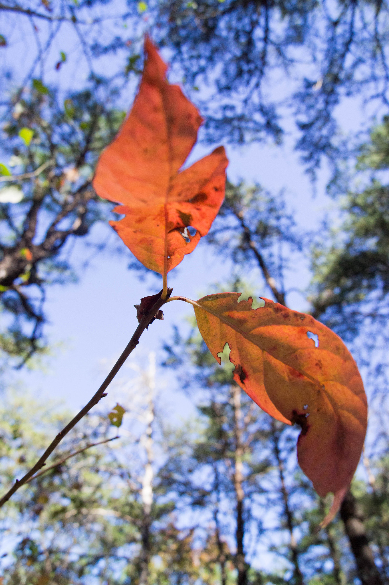 Sony SLT-A33 sample photo. Orange leaf photography