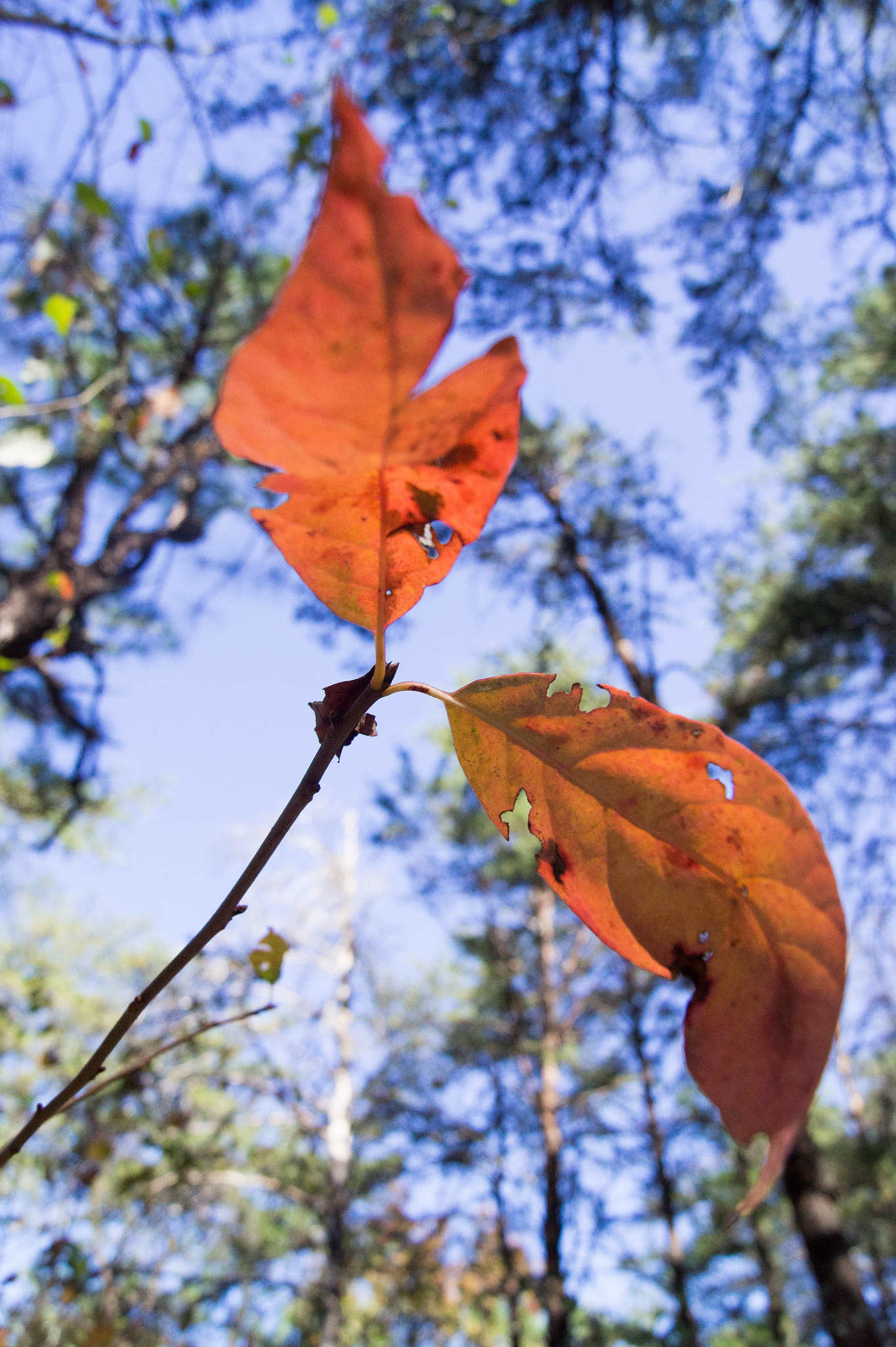 Sony SLT-A33 + Sony DT 18-55mm F3.5-5.6 SAM sample photo. Orange leaf photography