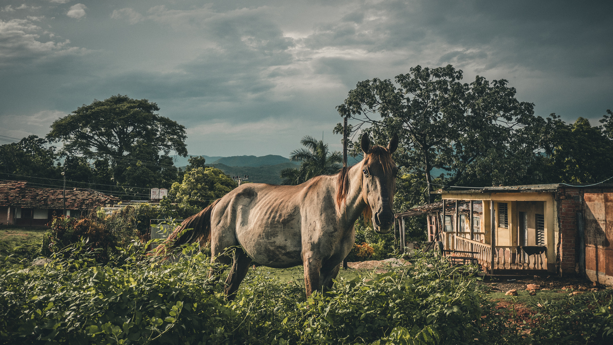 Panasonic Lumix DMC-GX85 (Lumix DMC-GX80 / Lumix DMC-GX7 Mark II) + Panasonic Lumix G 14mm F2.5 ASPH sample photo. Cuba series 1. the horse after the storm photography
