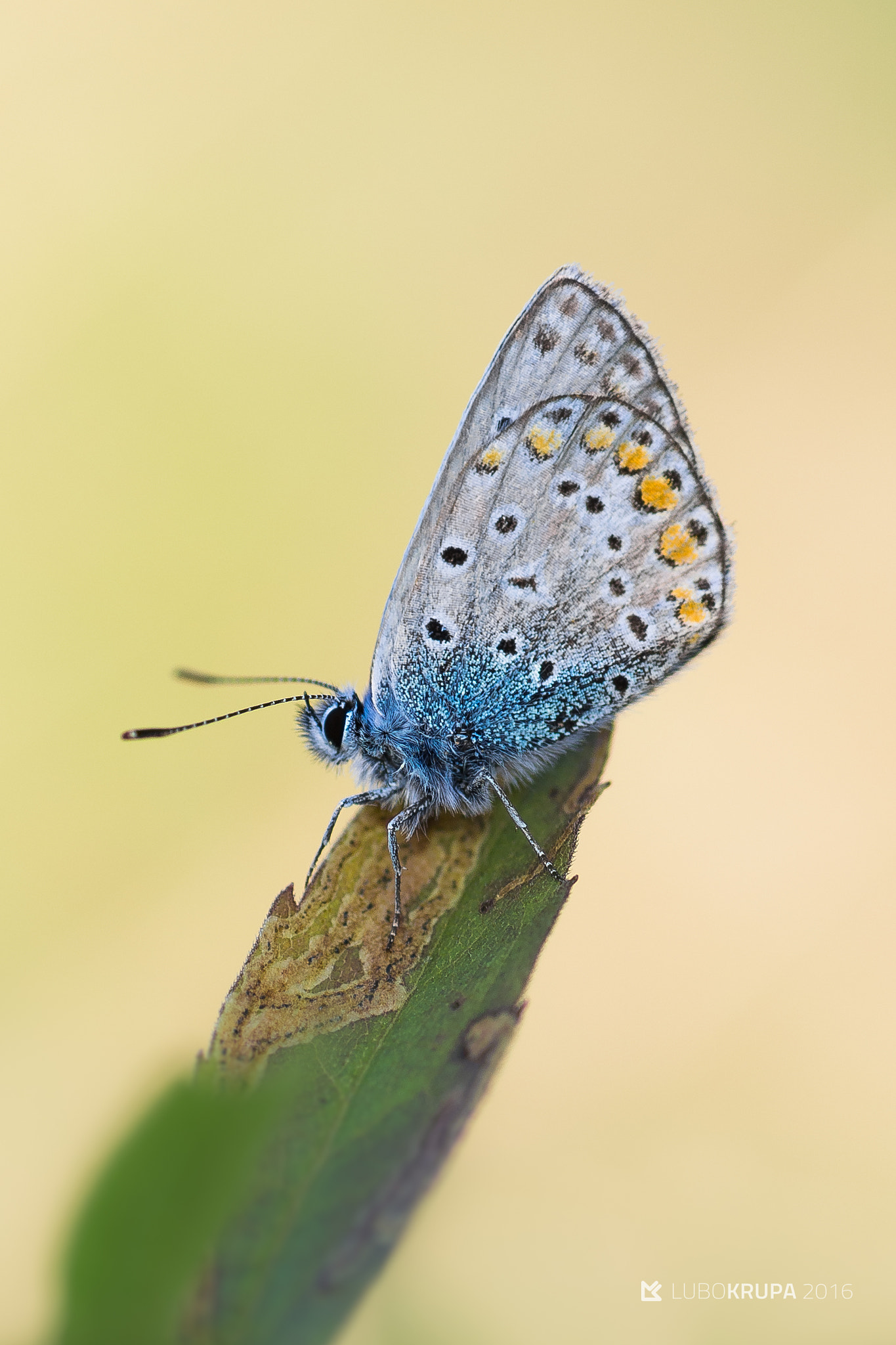 Pentax K-r sample photo. Polyommatus icarus photography