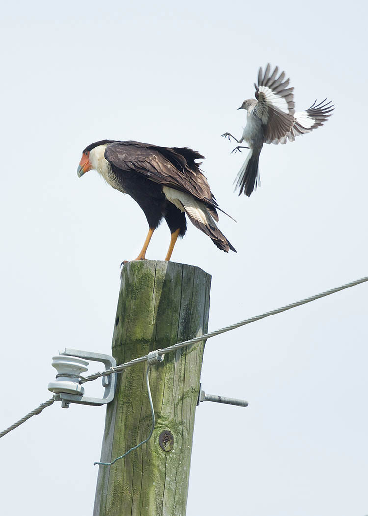 Canon EOS-1D X + Canon EF 500mm F4L IS II USM sample photo. Caracara under attack photography