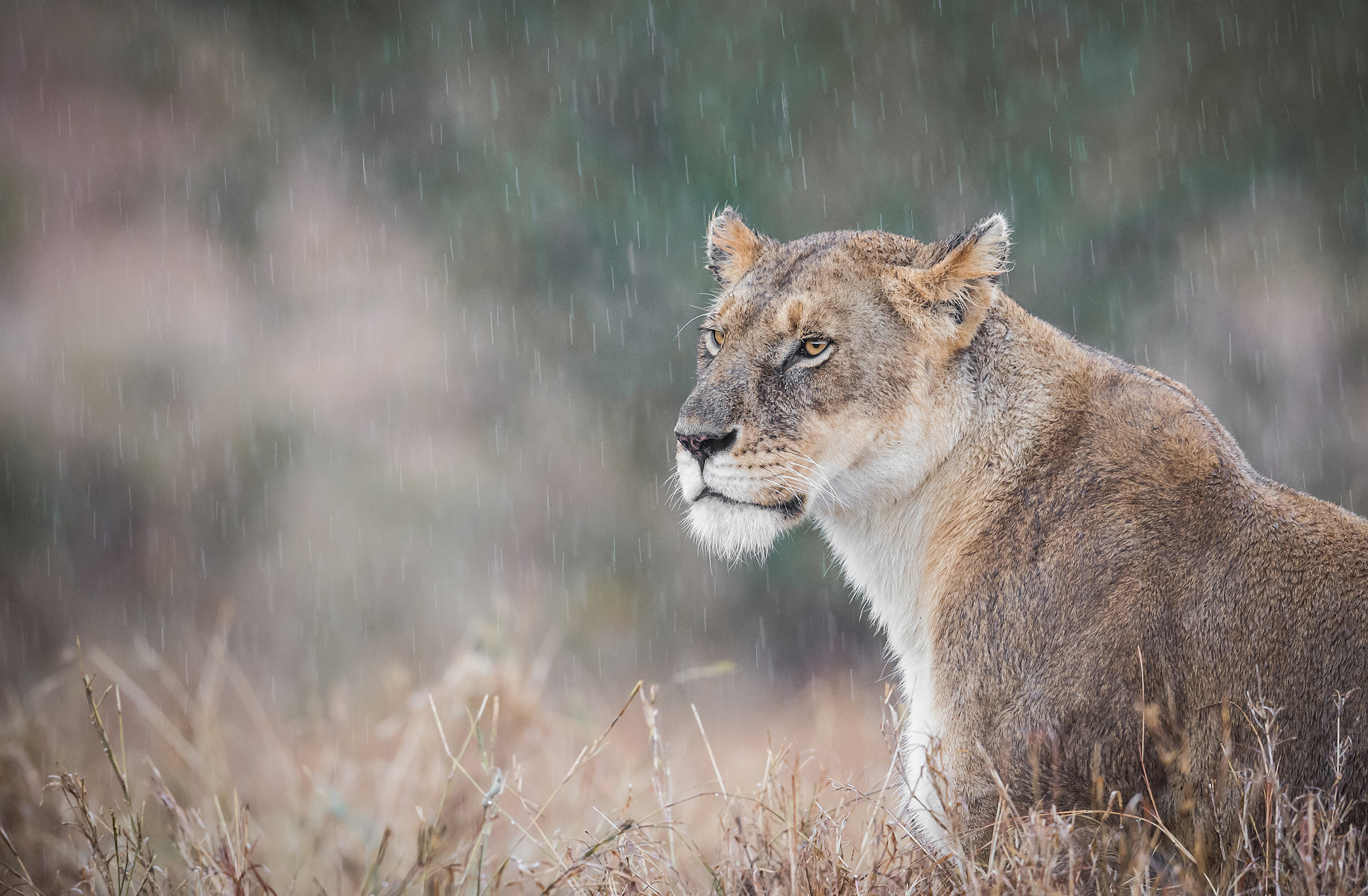 Nikon D4S + Nikon AF-S Nikkor 600mm F4G ED VR sample photo. Under the rain photography