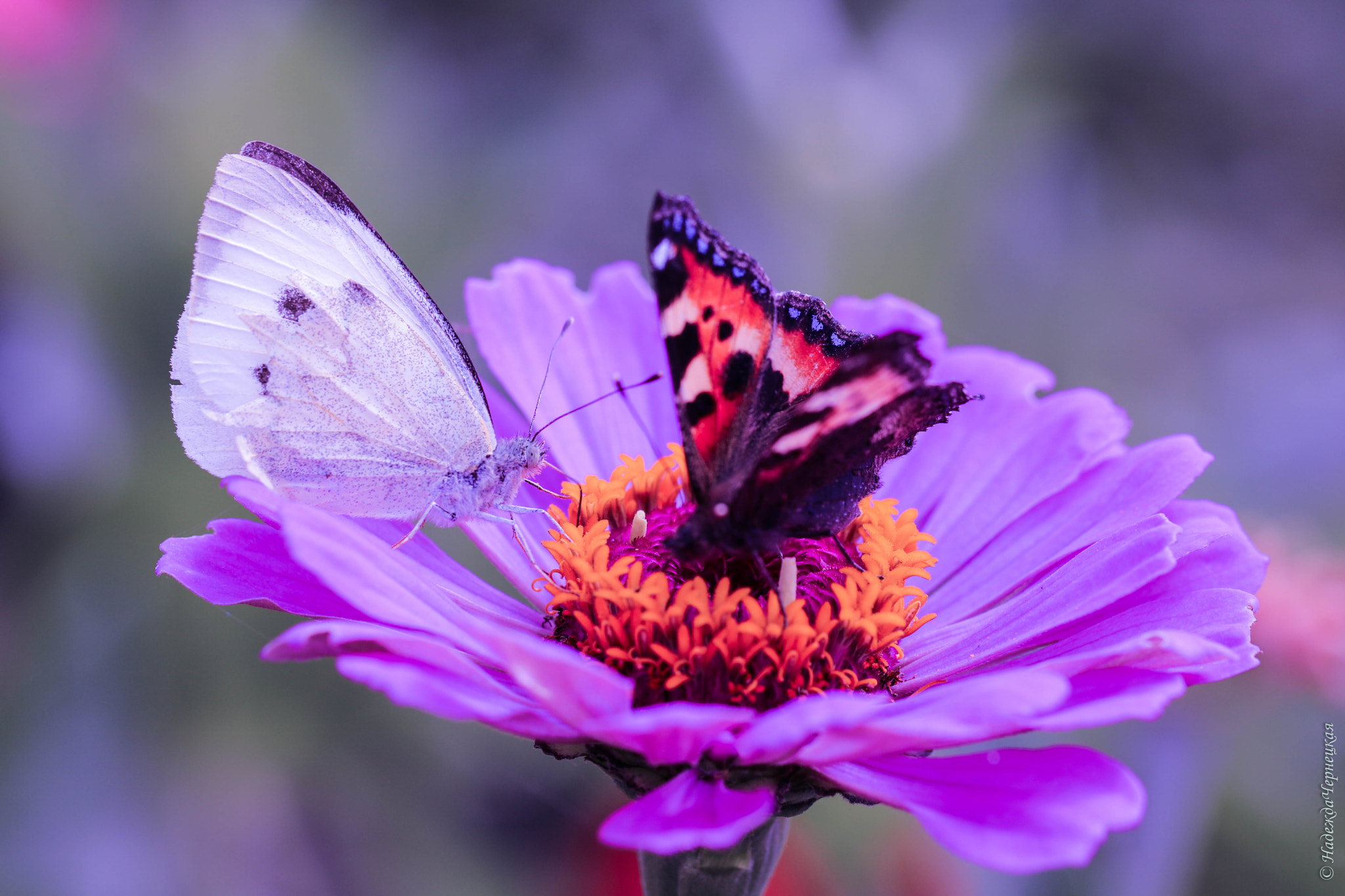 Canon EF 100mm F2.8L Macro IS USM sample photo. Цветочный дуэт. flower duet photography